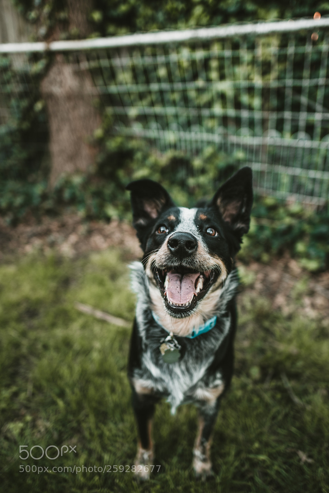 Nikon D750 sample photo. The happiest pup photography