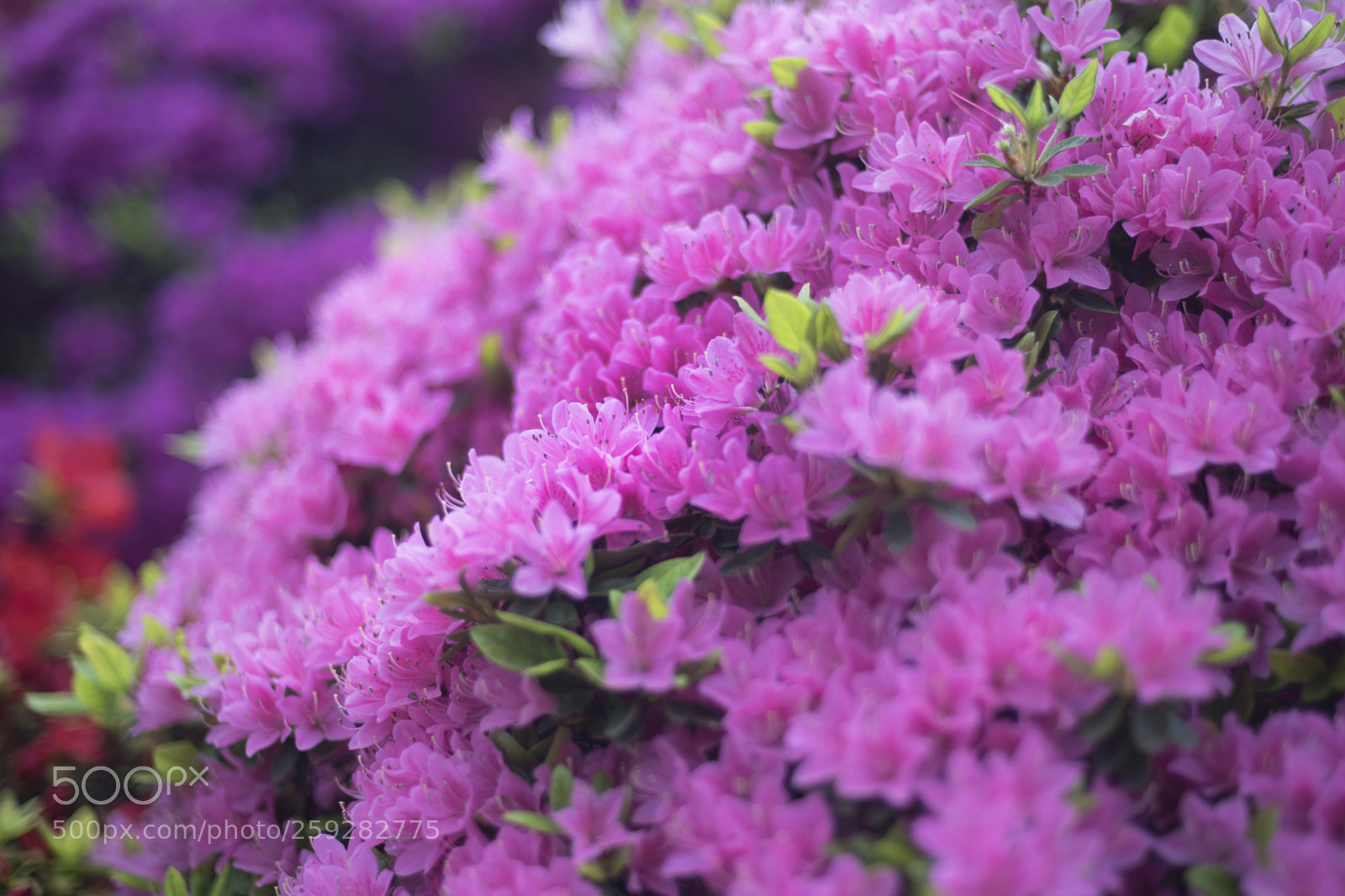 Nikon D750 sample photo. Azalea3 photography