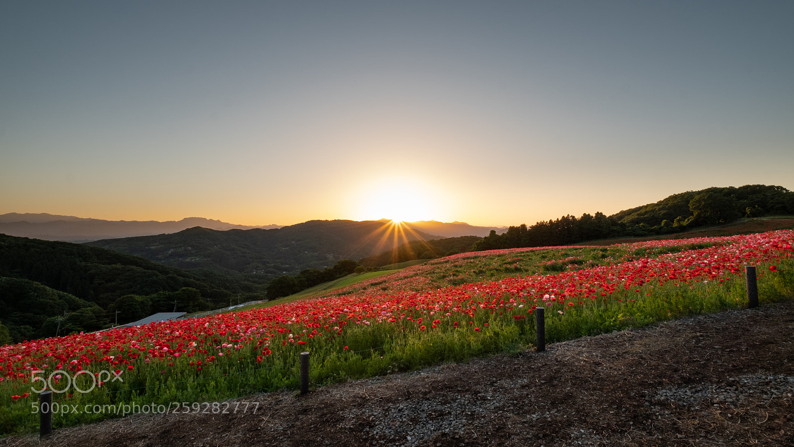 Fujifilm X-T2 sample photo. Red poppys at dusk photography