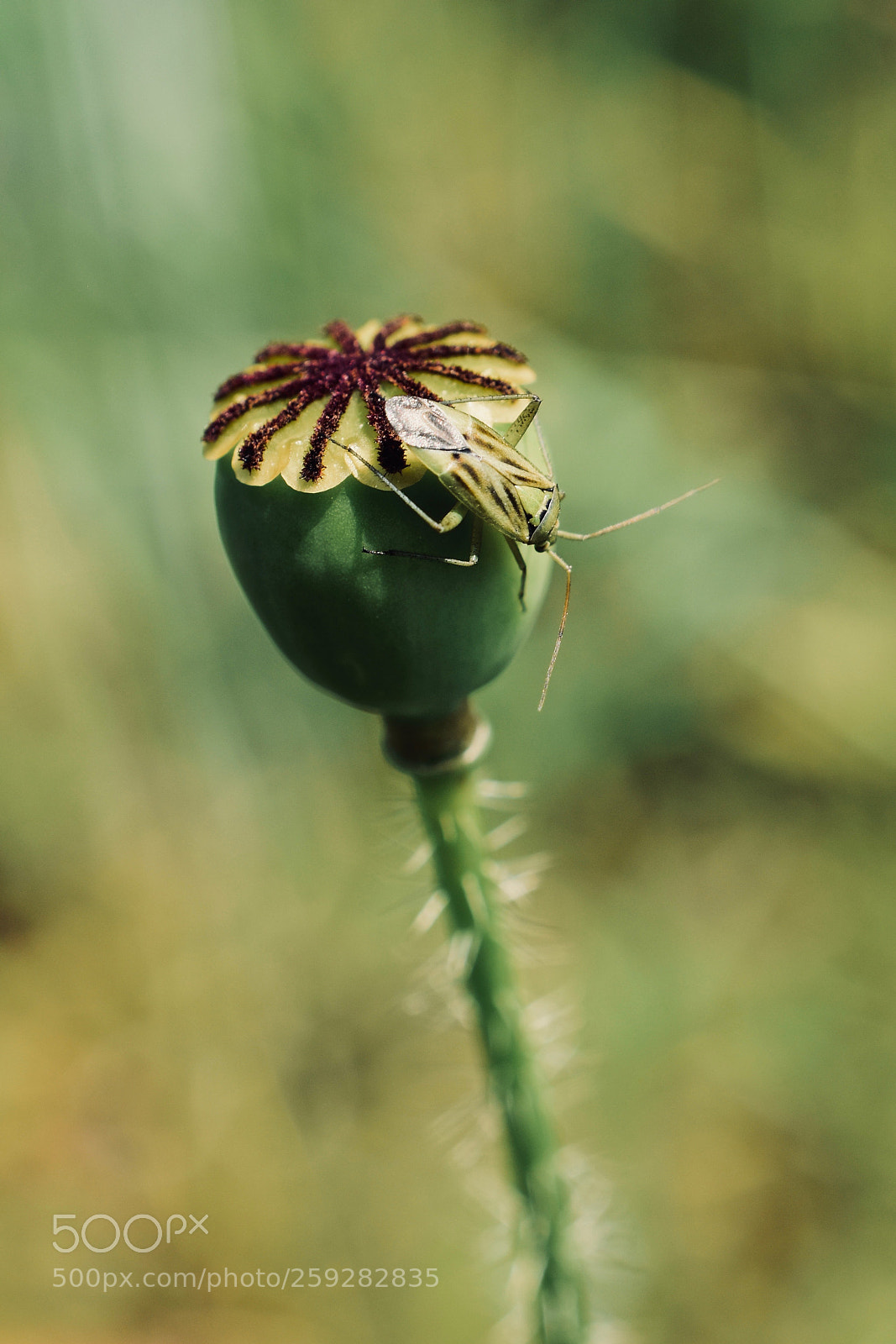 Nikon D5600 sample photo. * photography