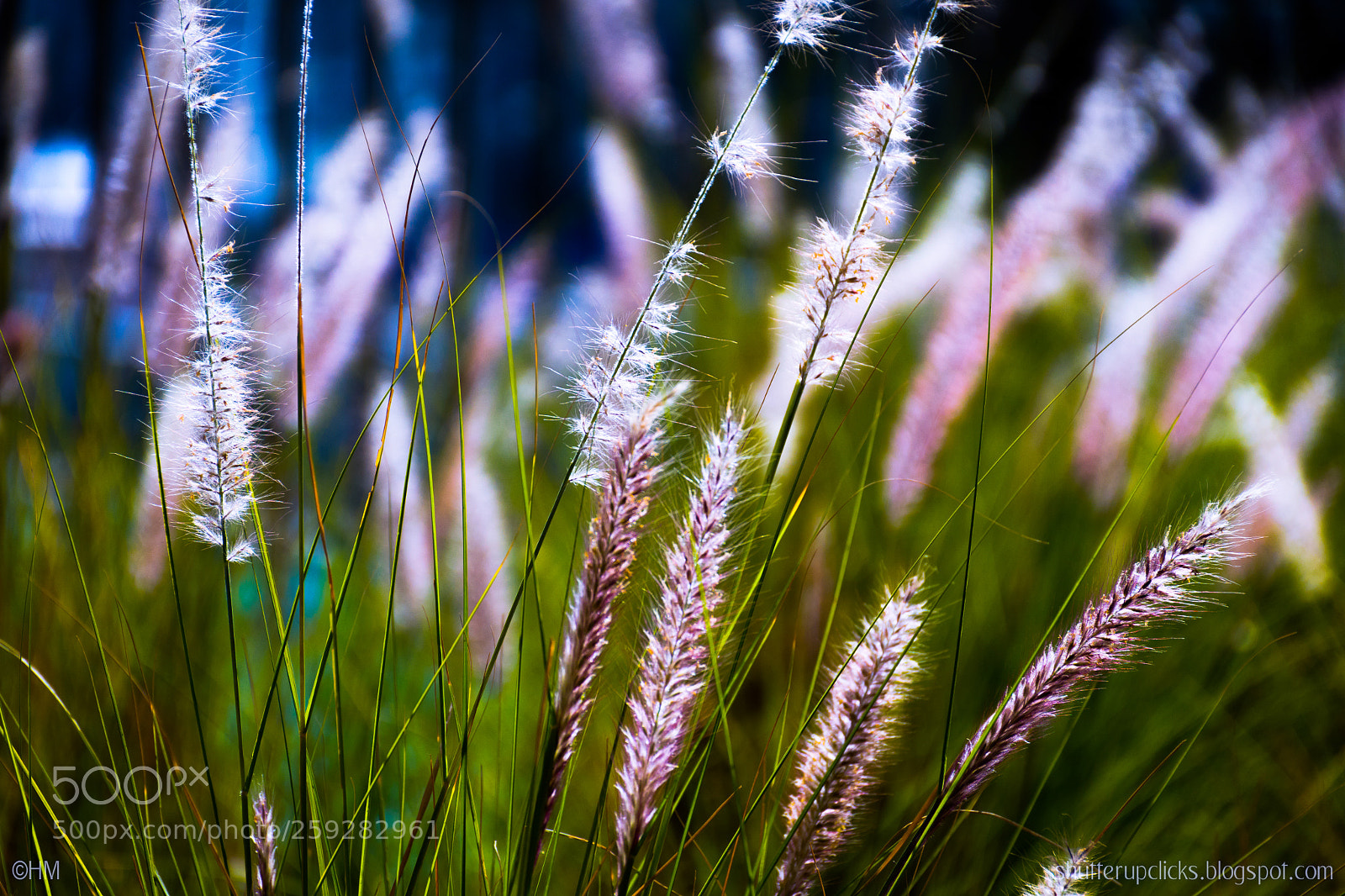 Nikon D500 sample photo. Untitled photography