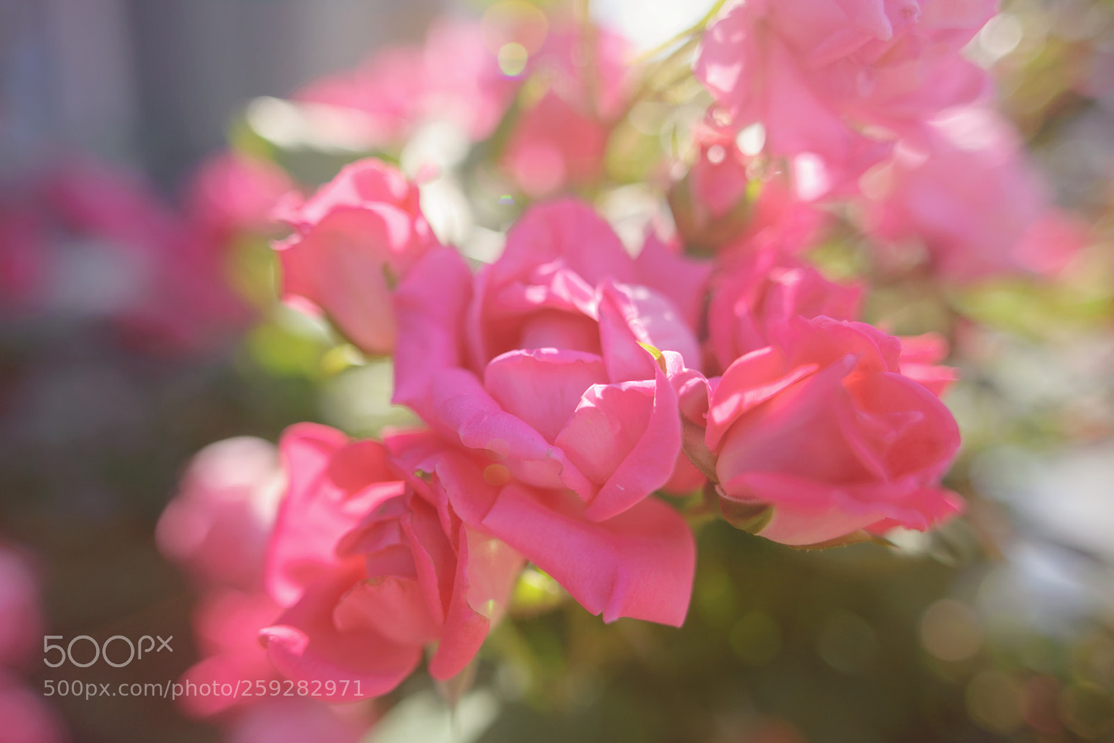 Nikon D700 sample photo. Pink roses photography