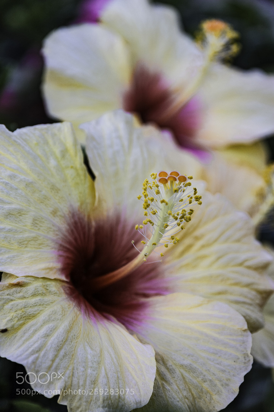 Canon EOS 60D sample photo. Two of a kind photography