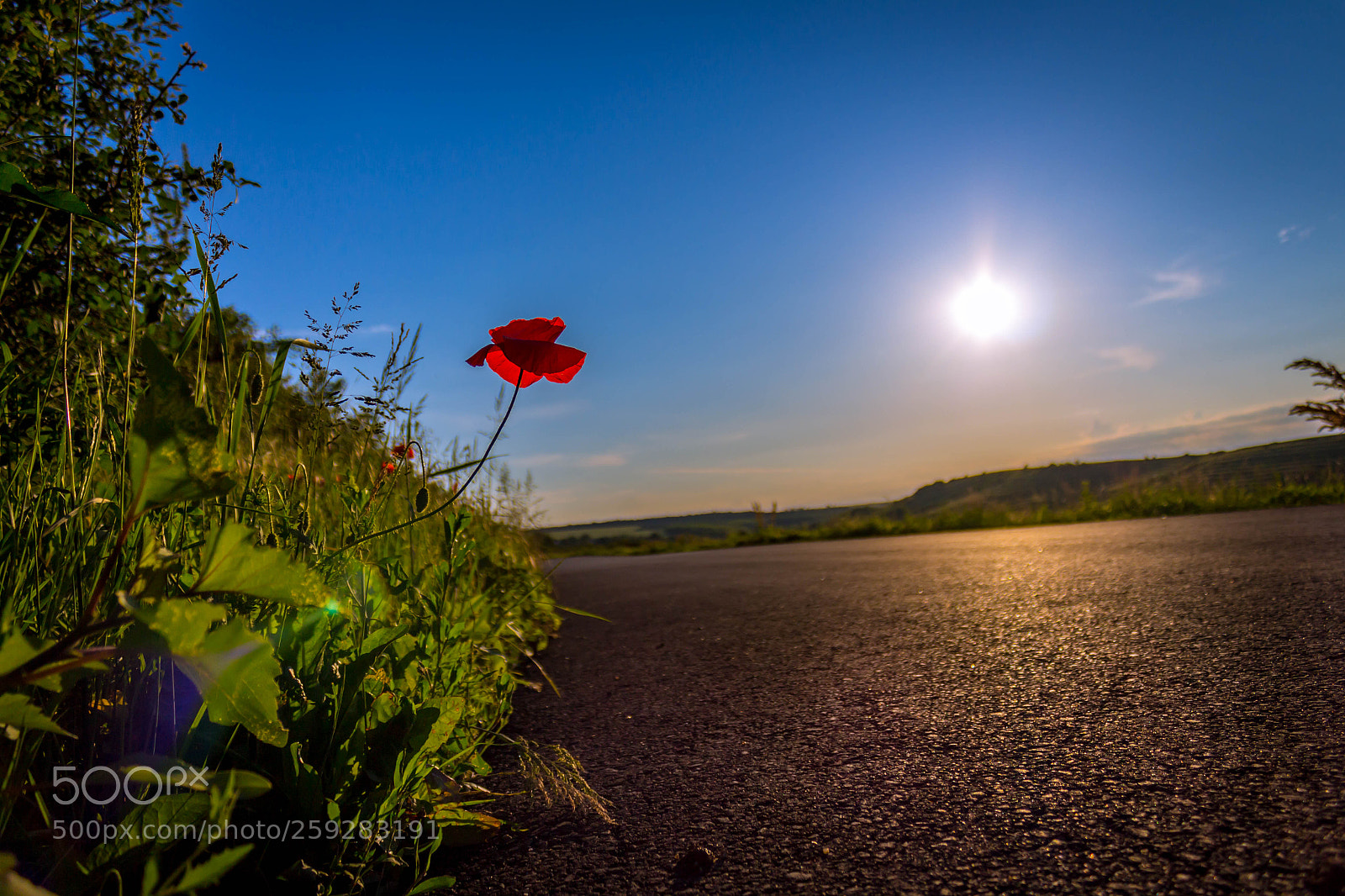 Canon EOS 700D (EOS Rebel T5i / EOS Kiss X7i) sample photo. Corn poppy between road photography