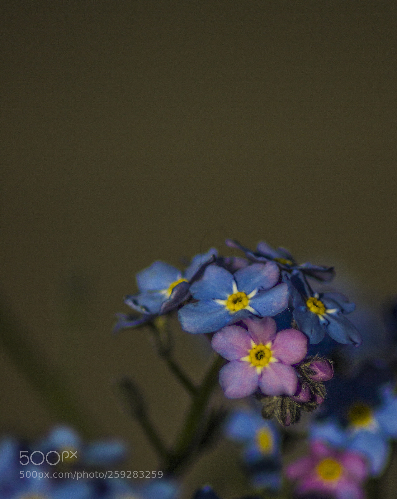 Canon EOS 600D (Rebel EOS T3i / EOS Kiss X5) sample photo. Untitled photography