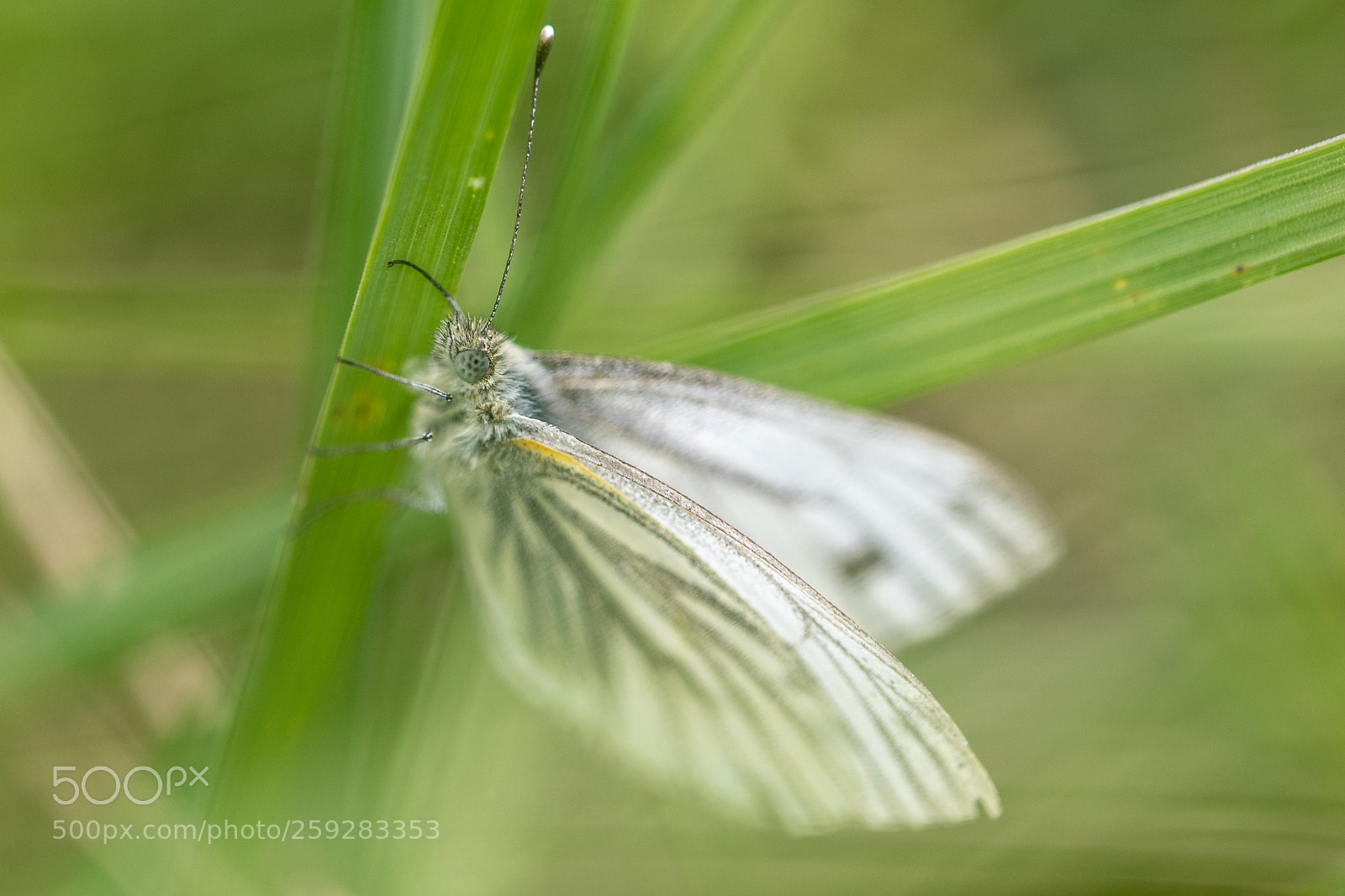 Nikon D850 sample photo. Green veined white butterfly photography