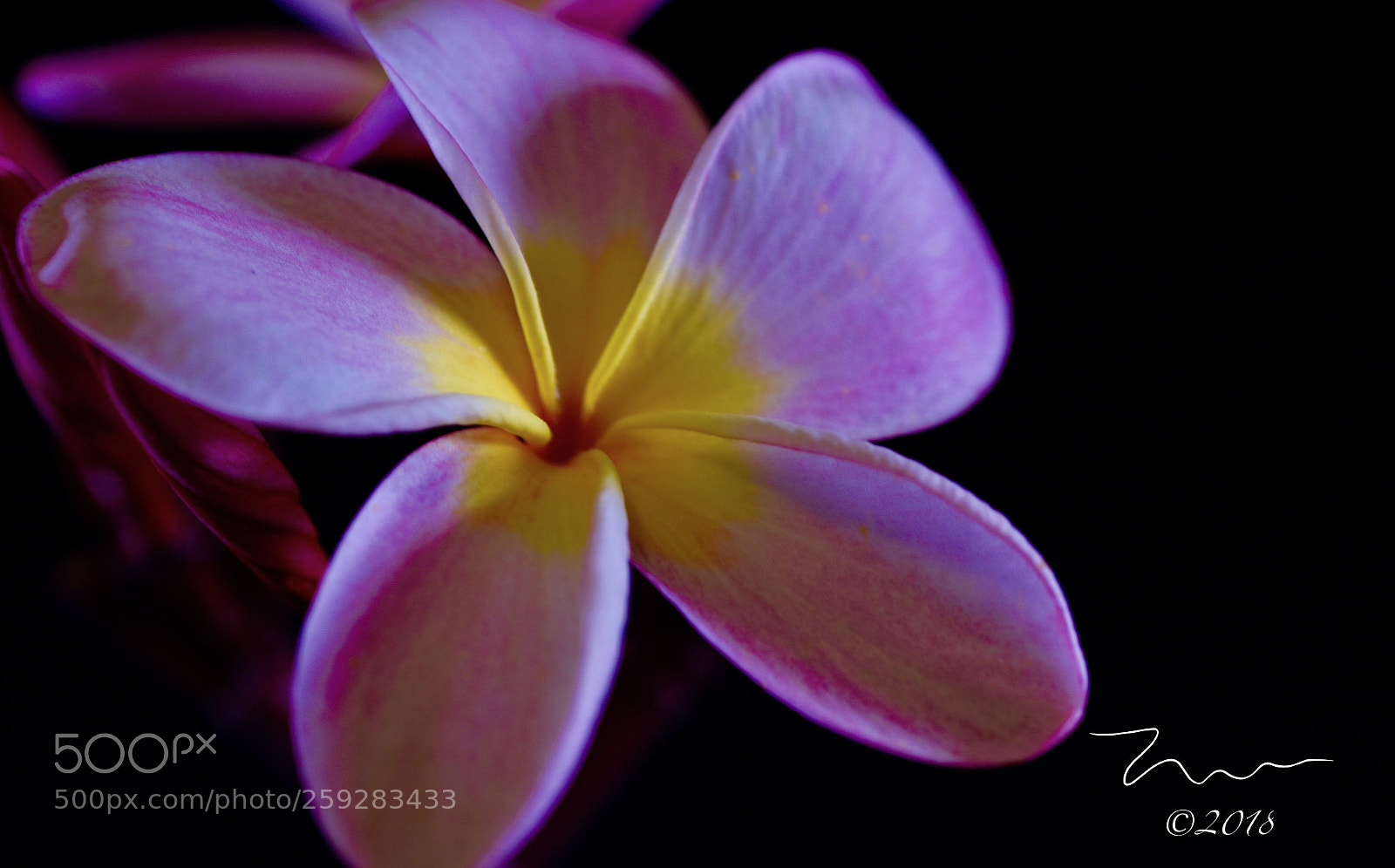 Nikon D750 sample photo. Plumeria colors photography
