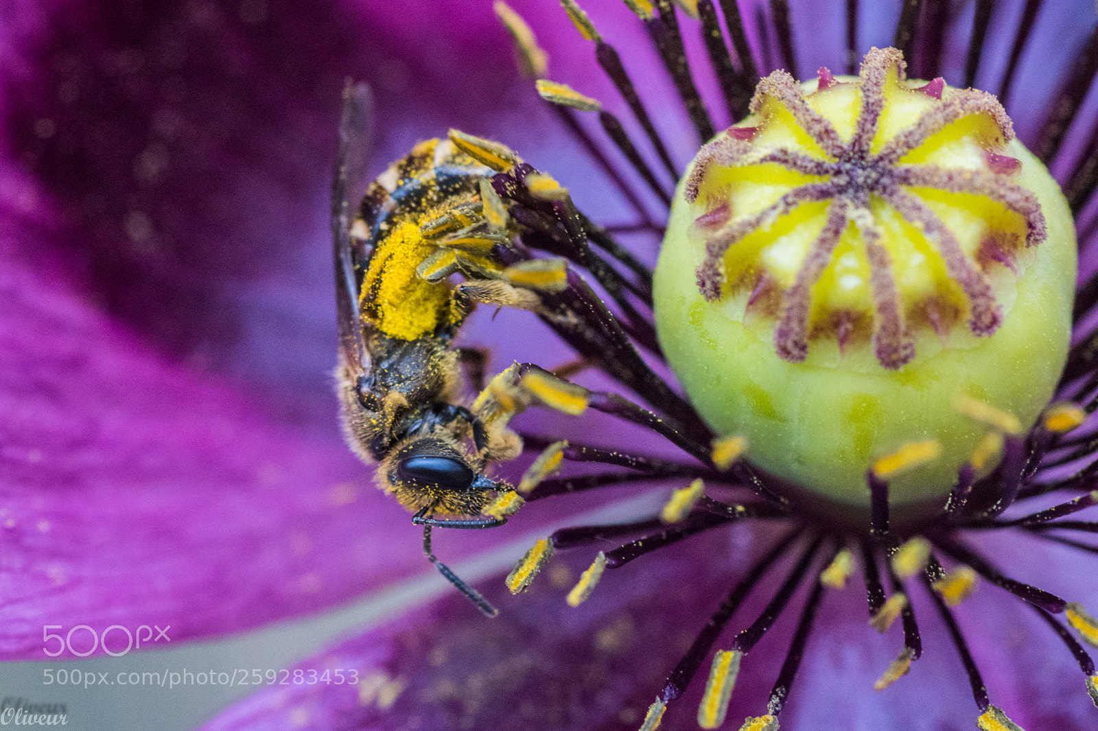 Sony ILCA-77M2 sample photo. Abeille photography