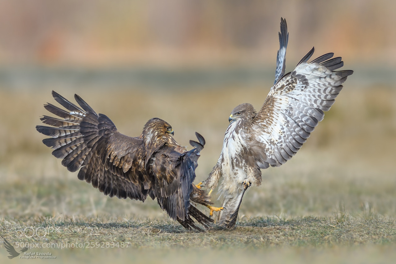 Nikon D500 sample photo. Myszo owy, common buzzard photography