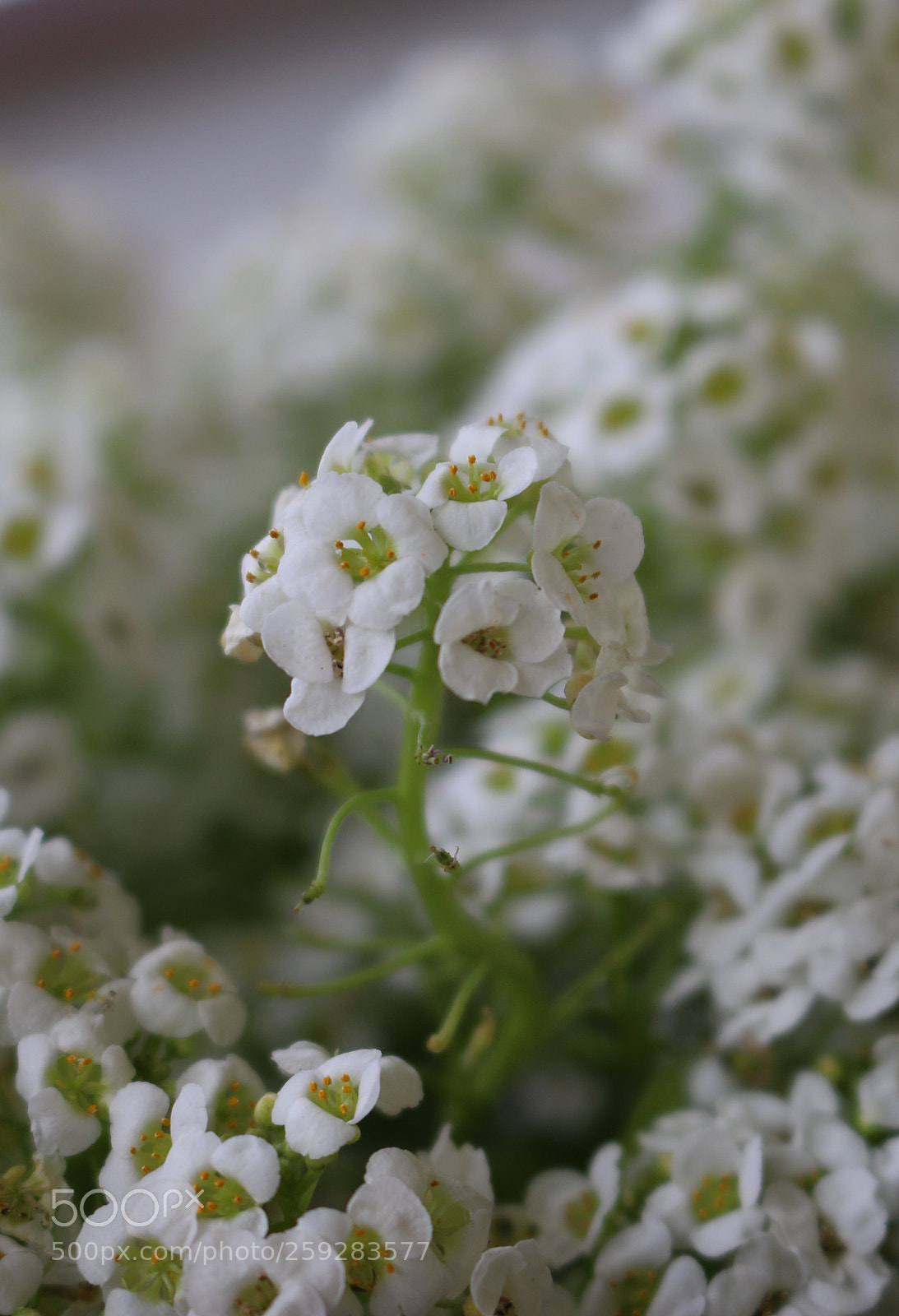 Canon EOS 70D sample photo. White flower photography
