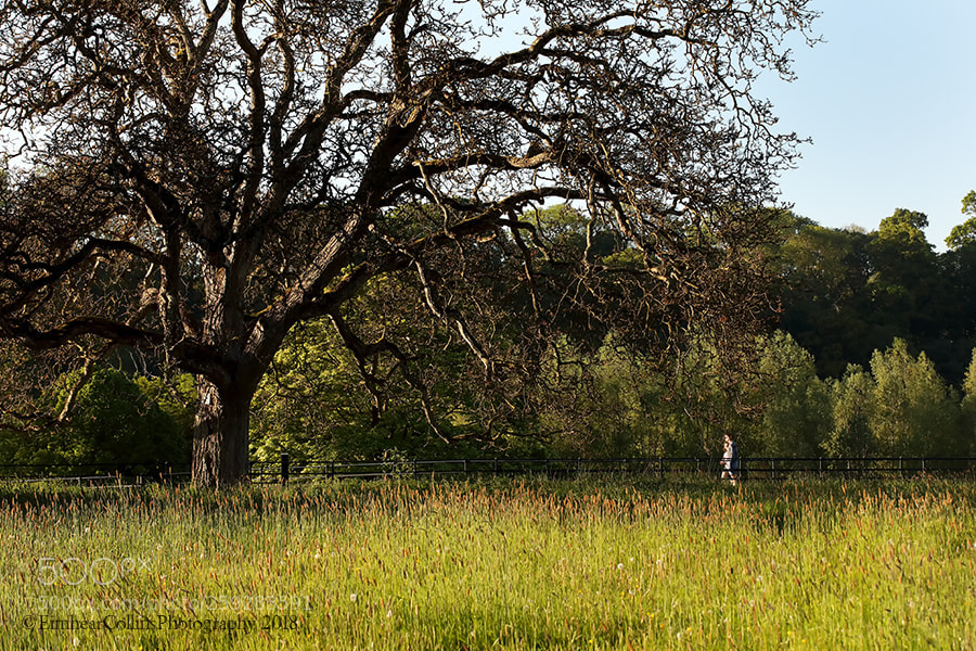Canon EOS 5D Mark IV sample photo. Oldbridgehousedroghedamaysmall la photography