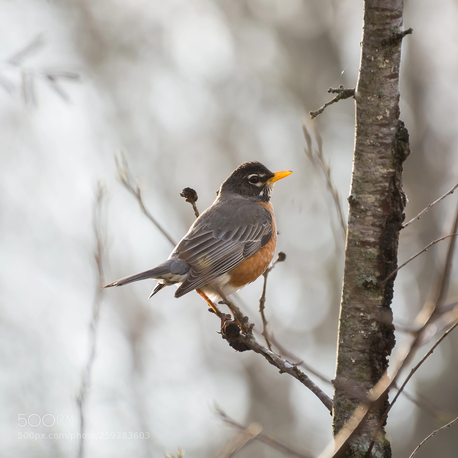 Nikon D7100 sample photo. Spring robin photography