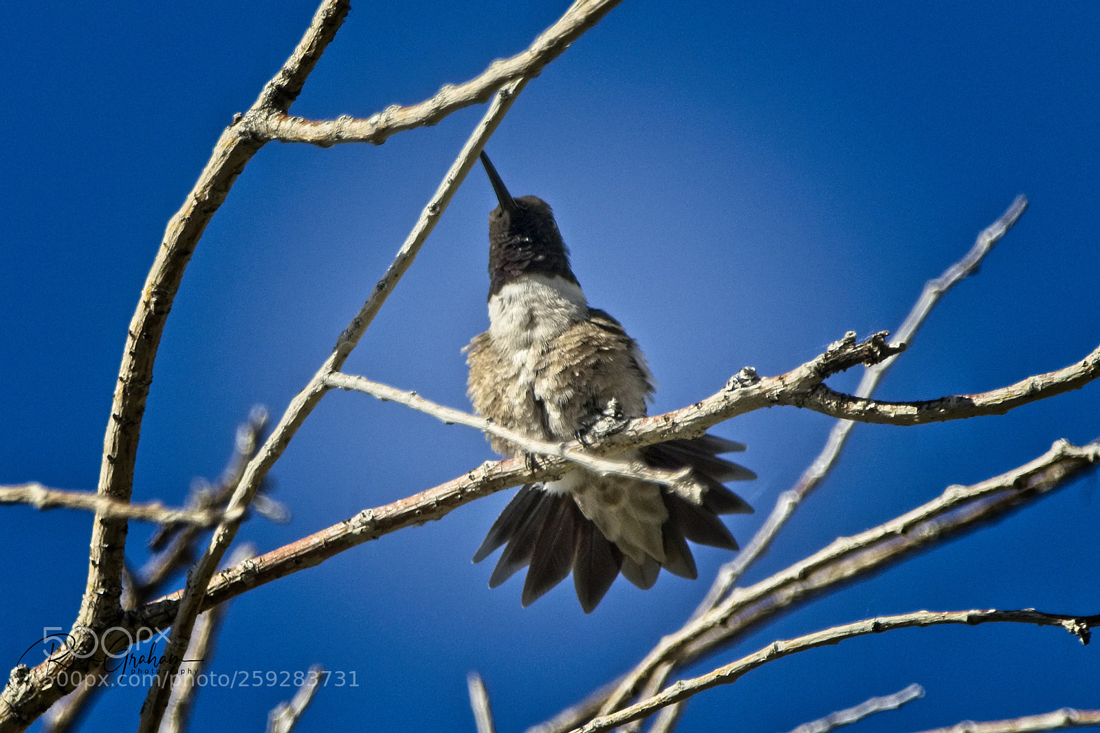 Canon EOS 80D sample photo. Black-chinned hummingbird photography