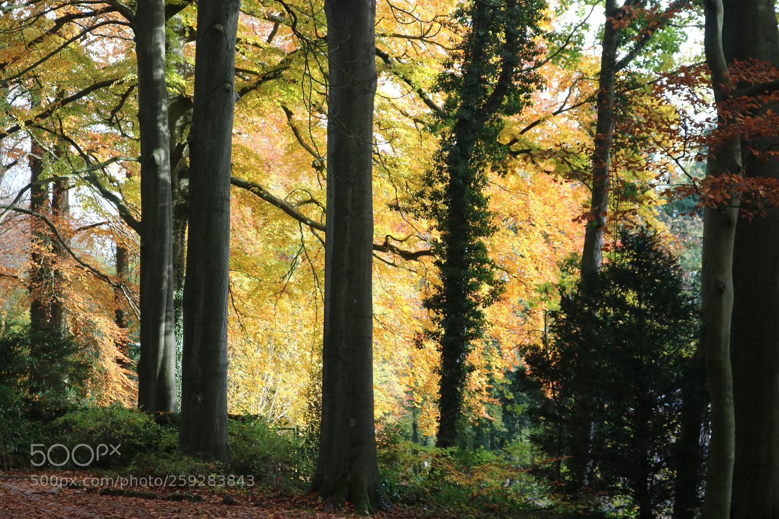Canon EOS 750D (EOS Rebel T6i / EOS Kiss X8i) sample photo. Automn mariemont photography