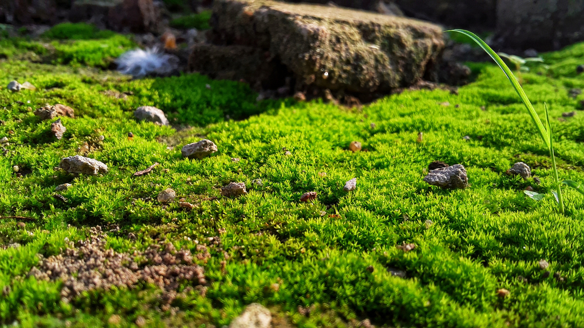 Samsung Galaxy On5 sample photo. Lichened photography