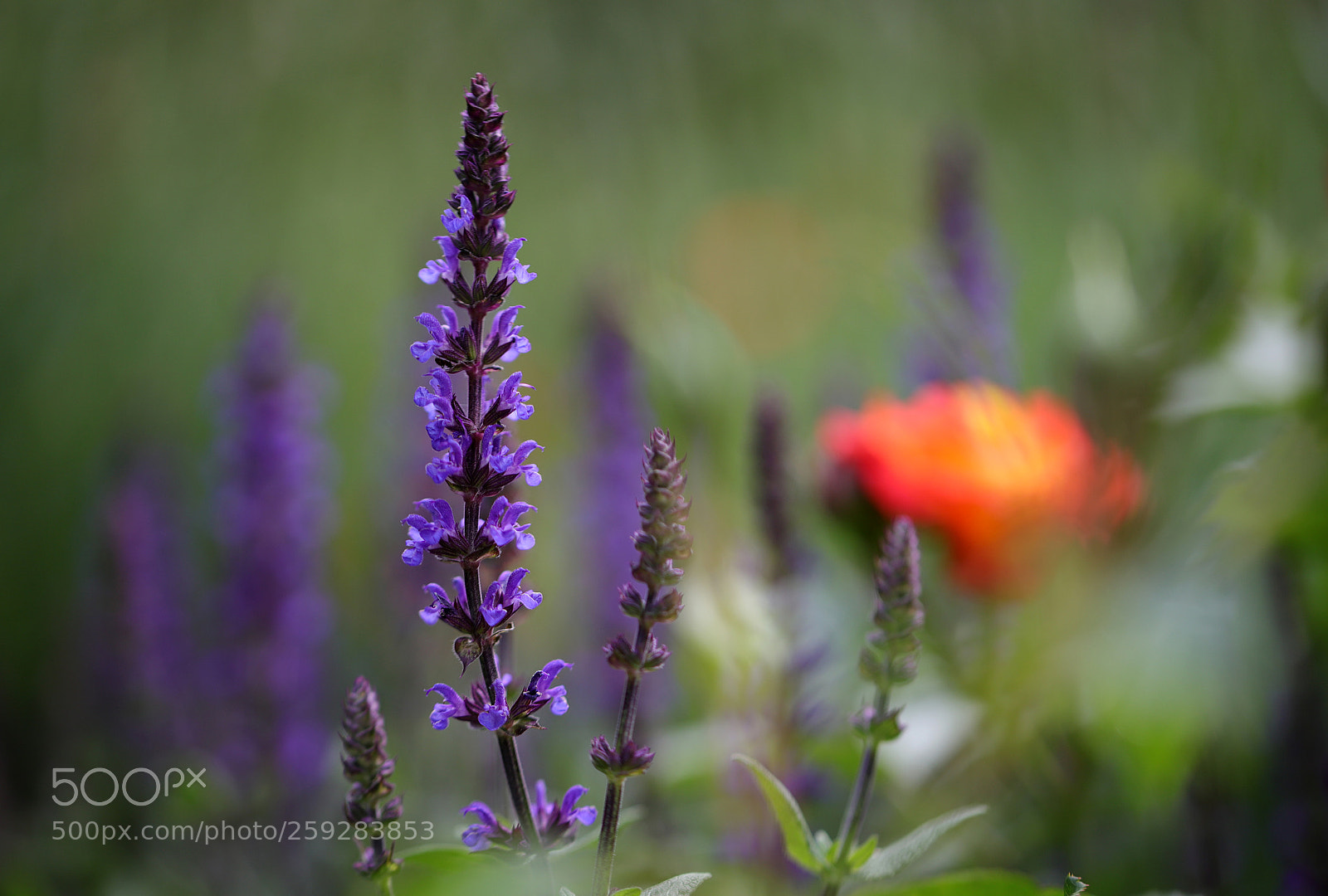 Canon EOS 6D Mark II sample photo. Blumengruß photography