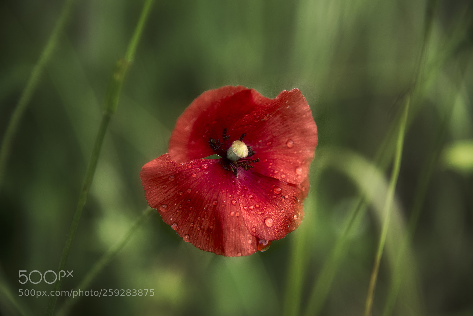 Nikon D750 sample photo. Poppy photography