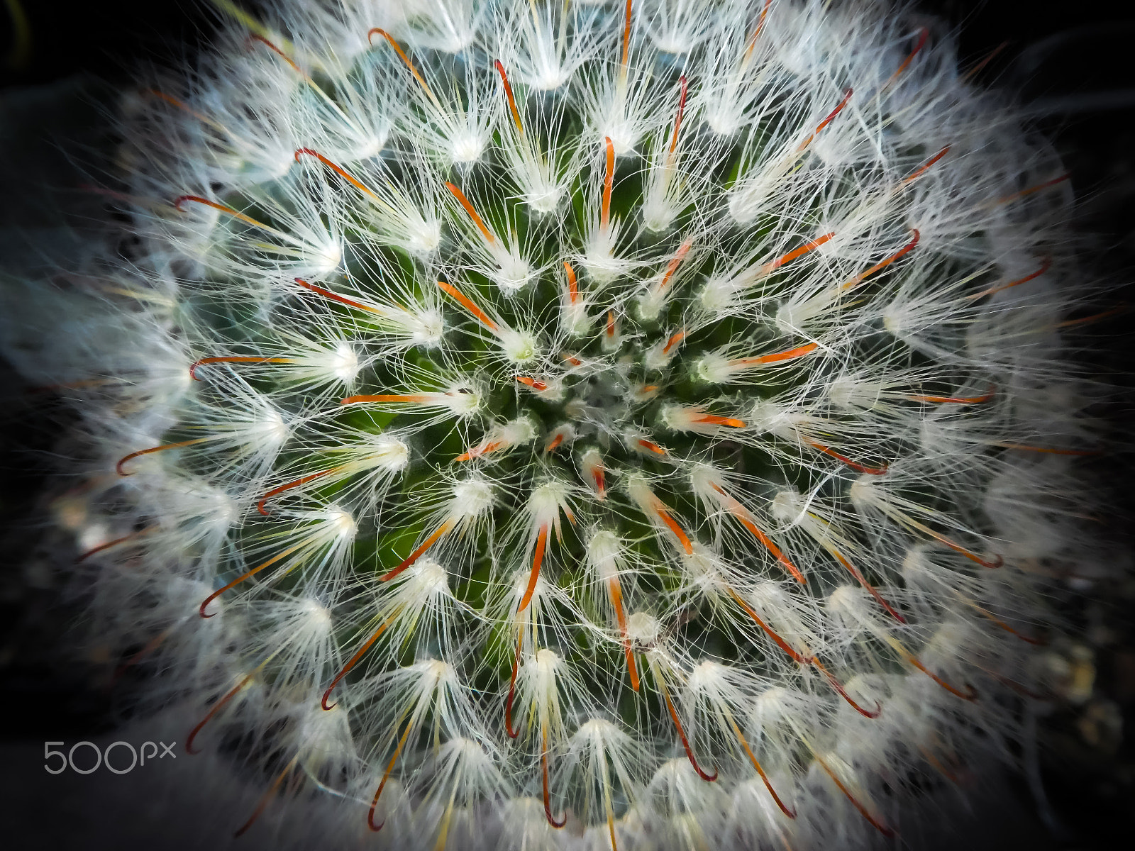 Panasonic Lumix DMC-ZS60 (Lumix DMC-TZ80) sample photo. Nature pattern photography