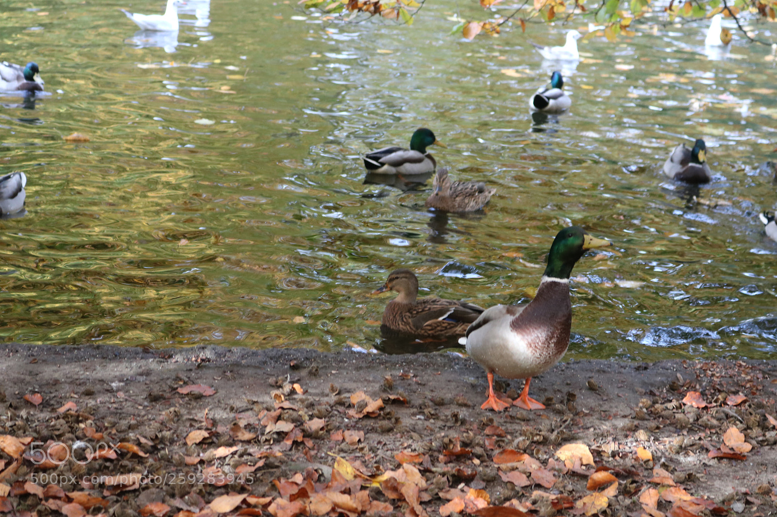 Canon EOS 750D (EOS Rebel T6i / EOS Kiss X8i) sample photo. Duck life photography