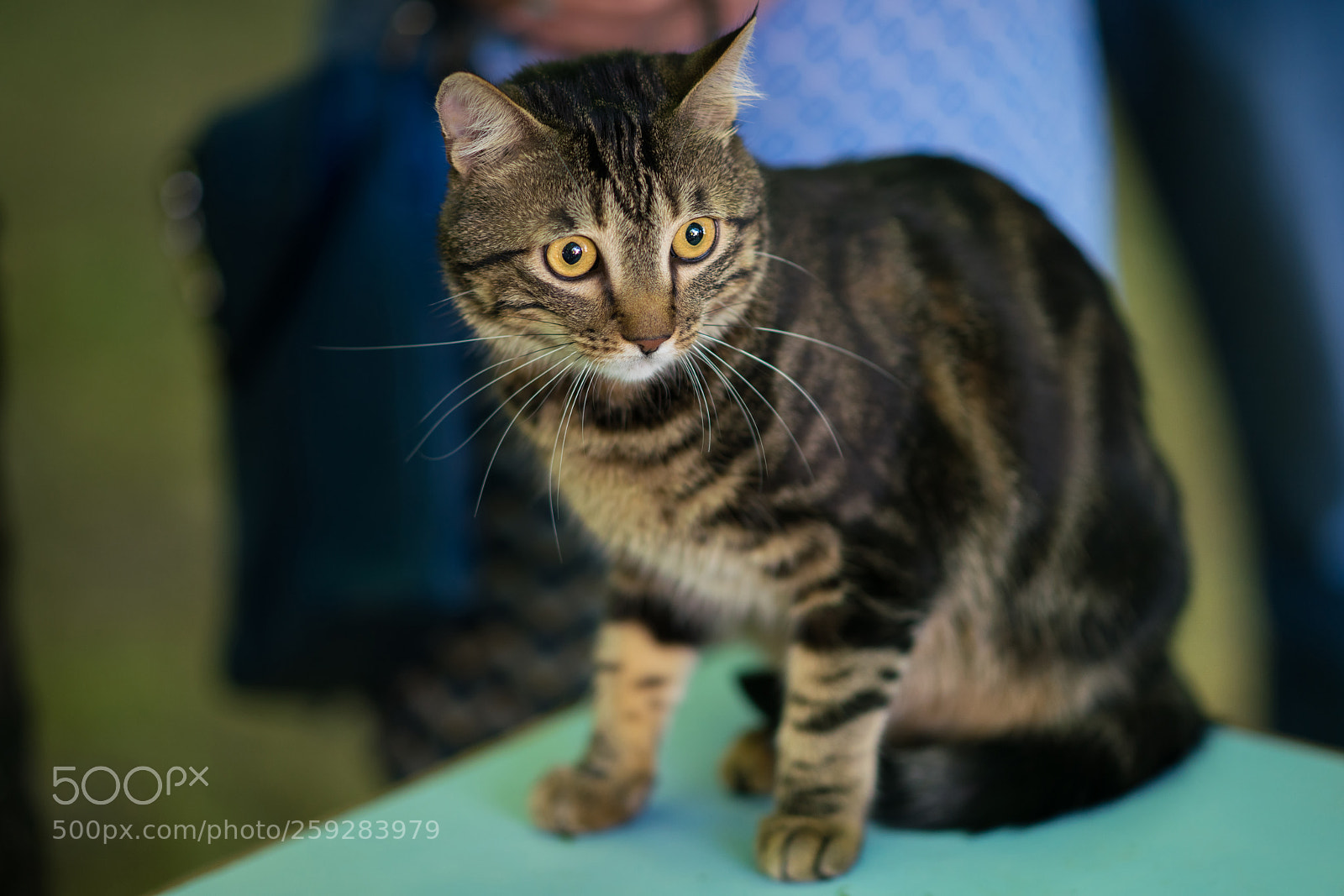 Sony a99 II sample photo. Dsc photography