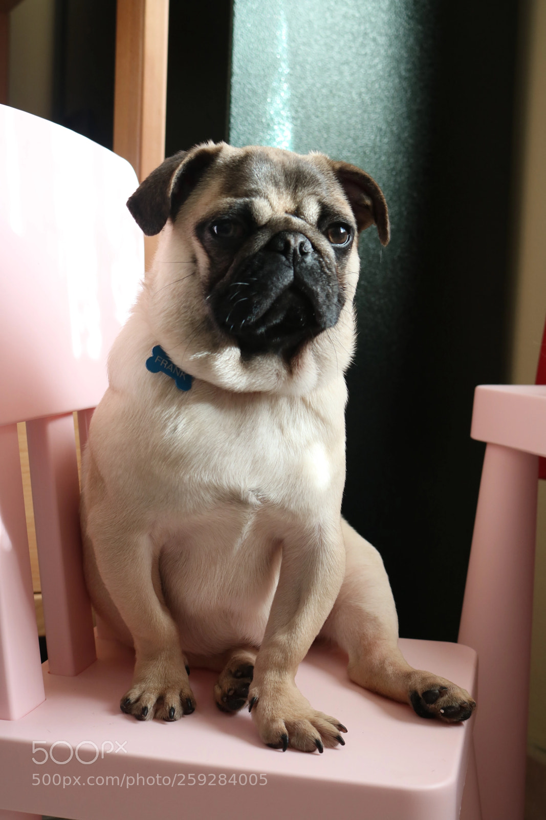 Canon EOS 750D (EOS Rebel T6i / EOS Kiss X8i) sample photo. Pug wait for lunch photography