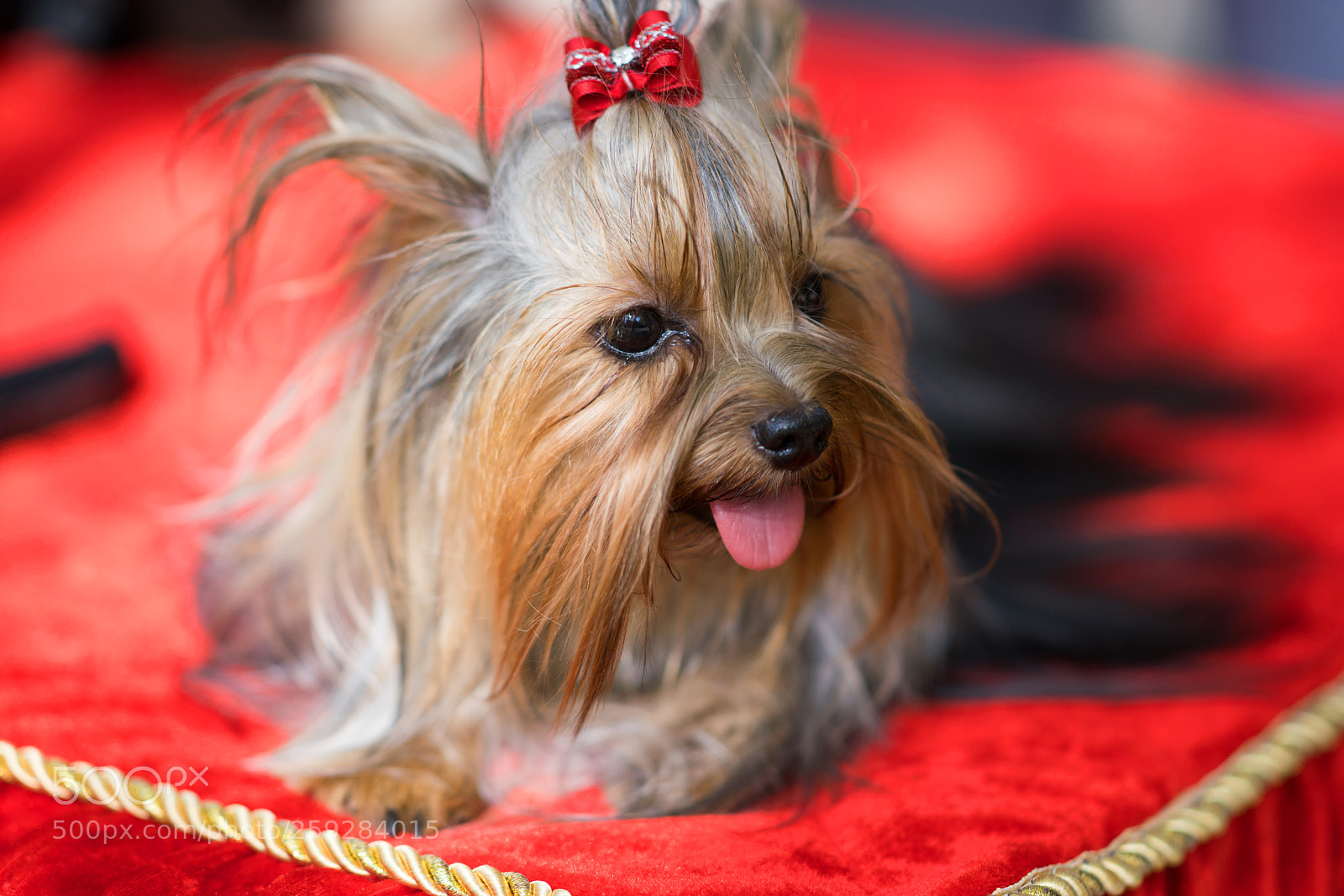 Sony a99 II sample photo. Dsc photography