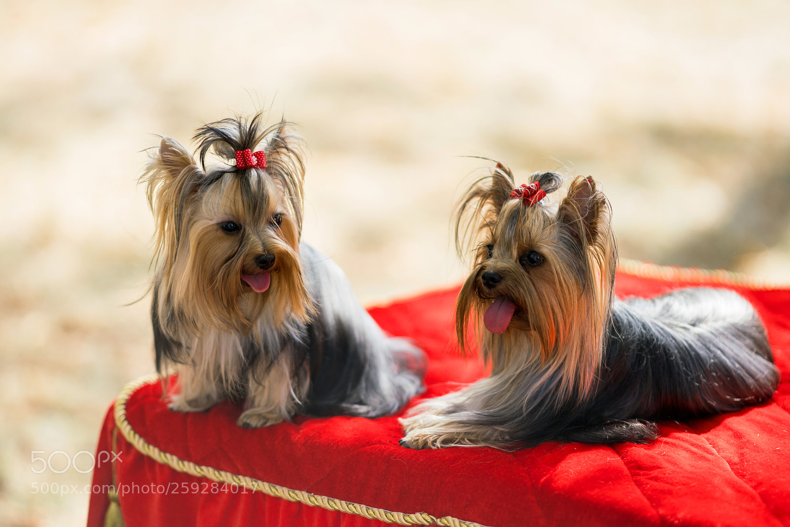 Sony a99 II sample photo. Dsc photography