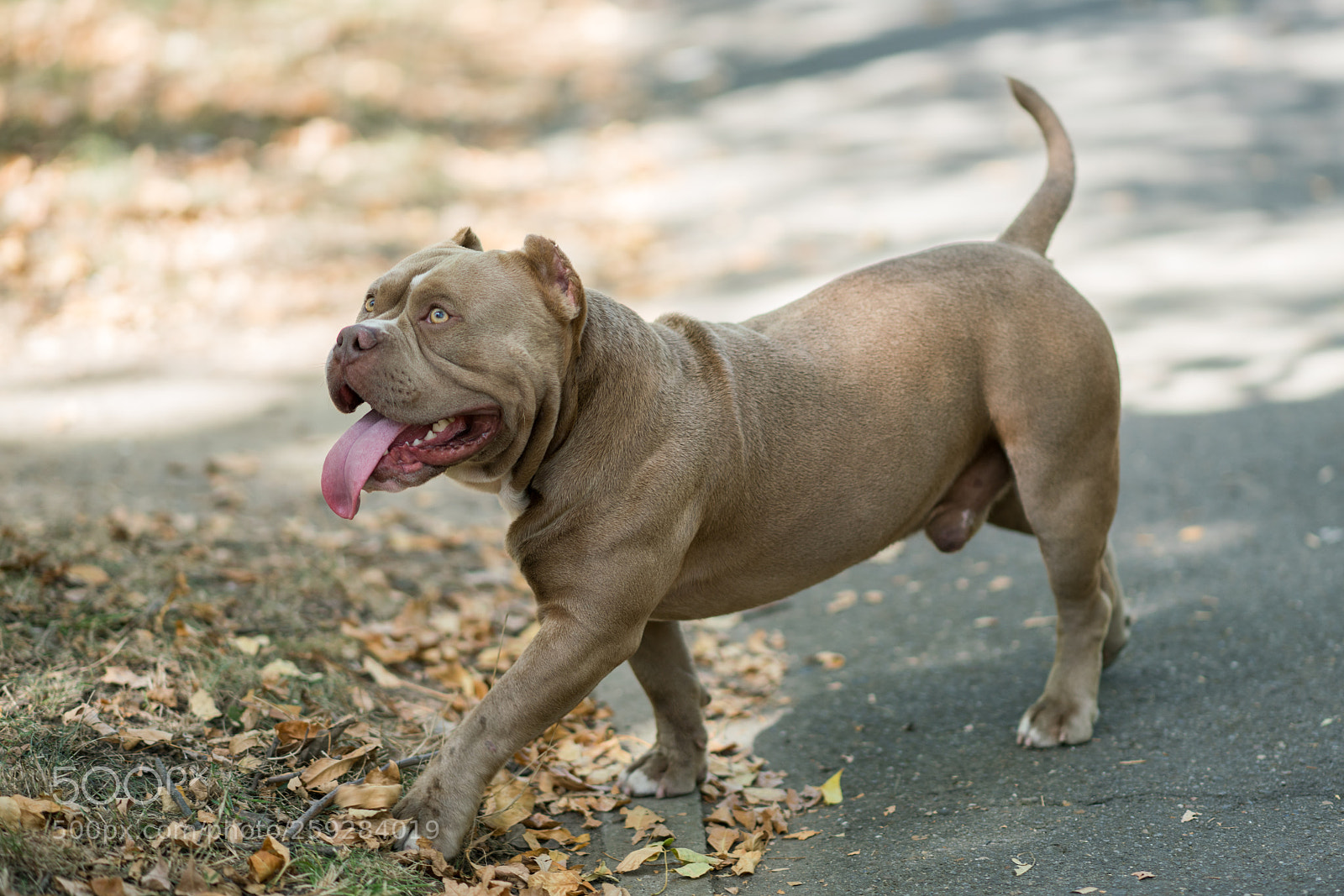 Sony a99 II sample photo. Dsc photography