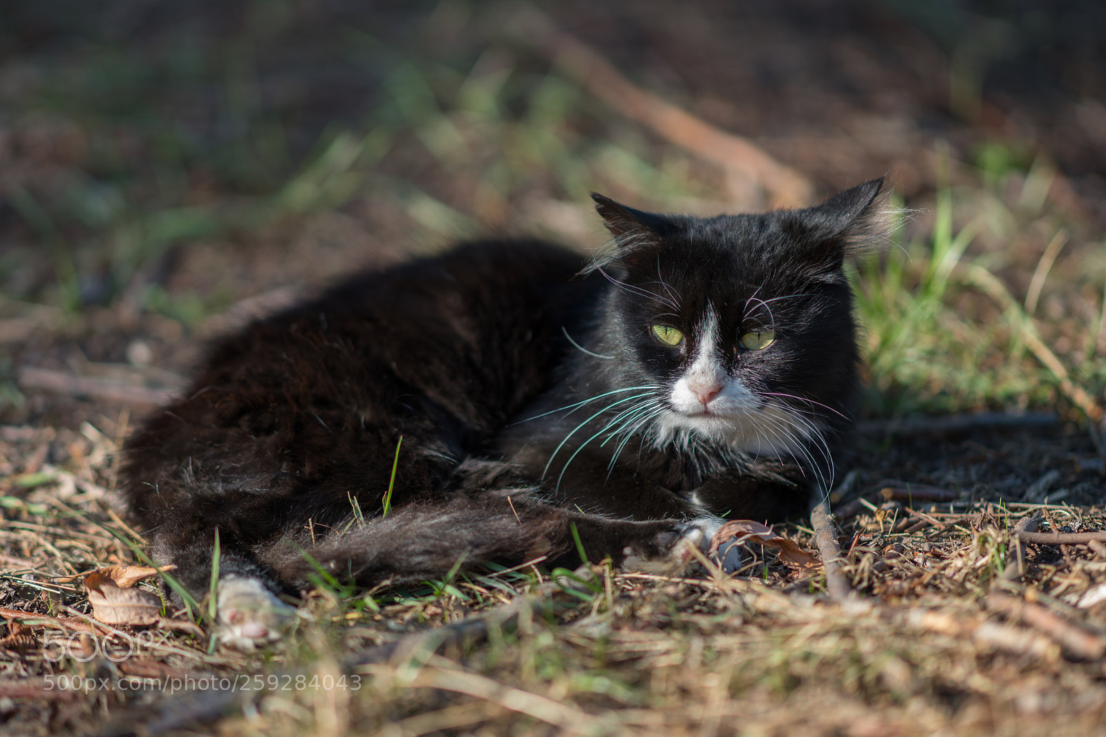 Sony a99 II sample photo. Dsc photography