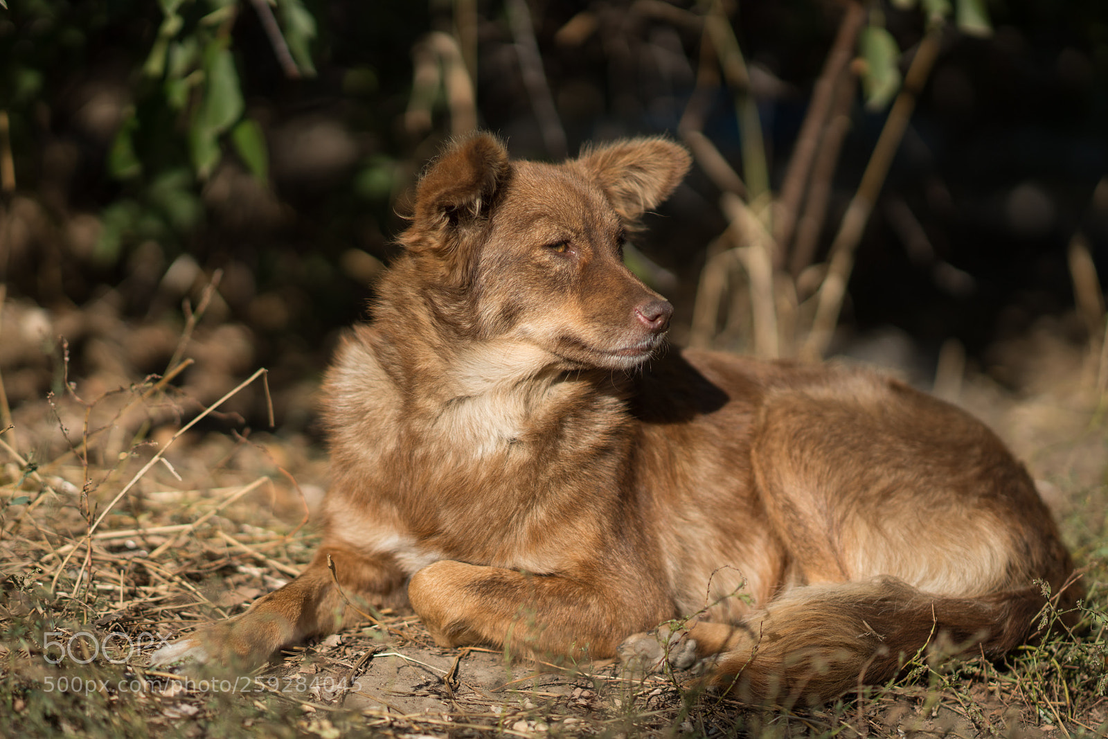 Sony a99 II sample photo. Dsc photography