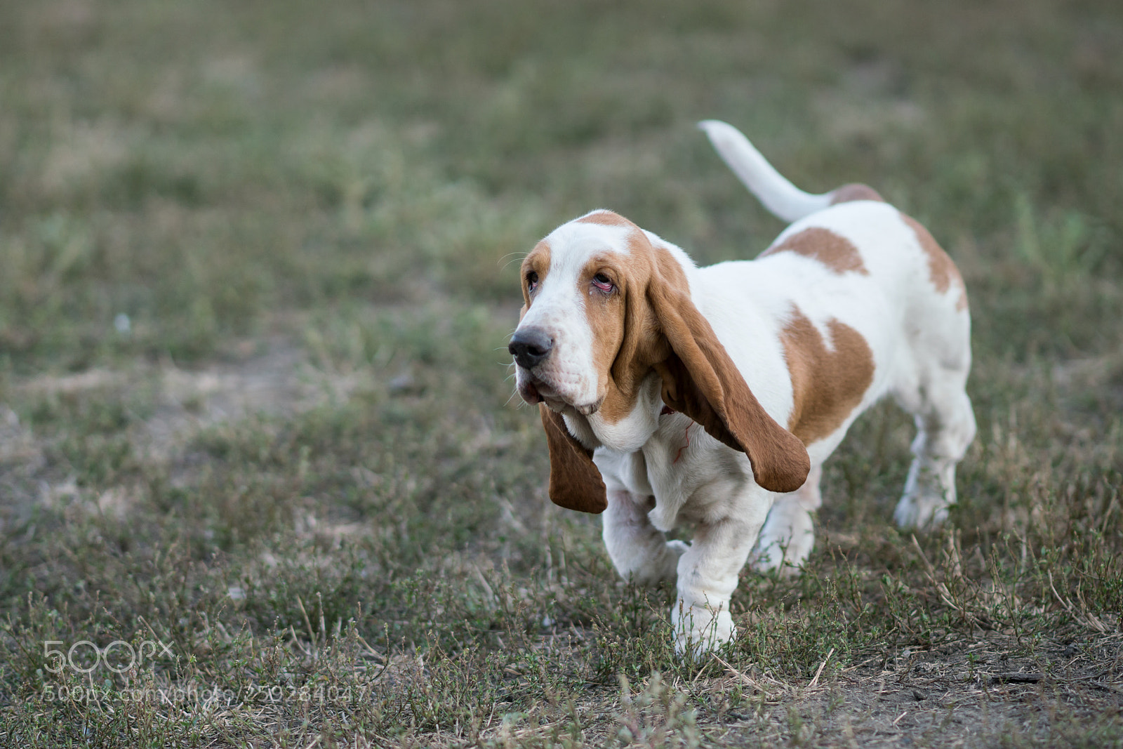 Sony a99 II sample photo. эльза photography