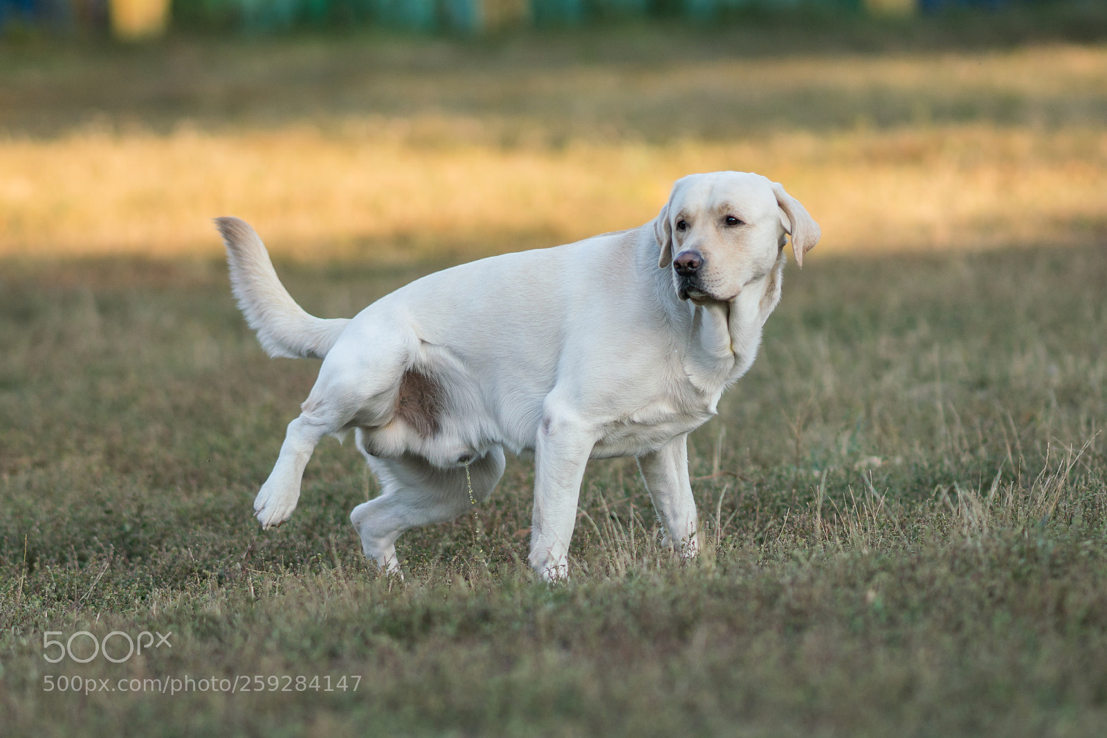 Sony a99 II sample photo. Dsc photography