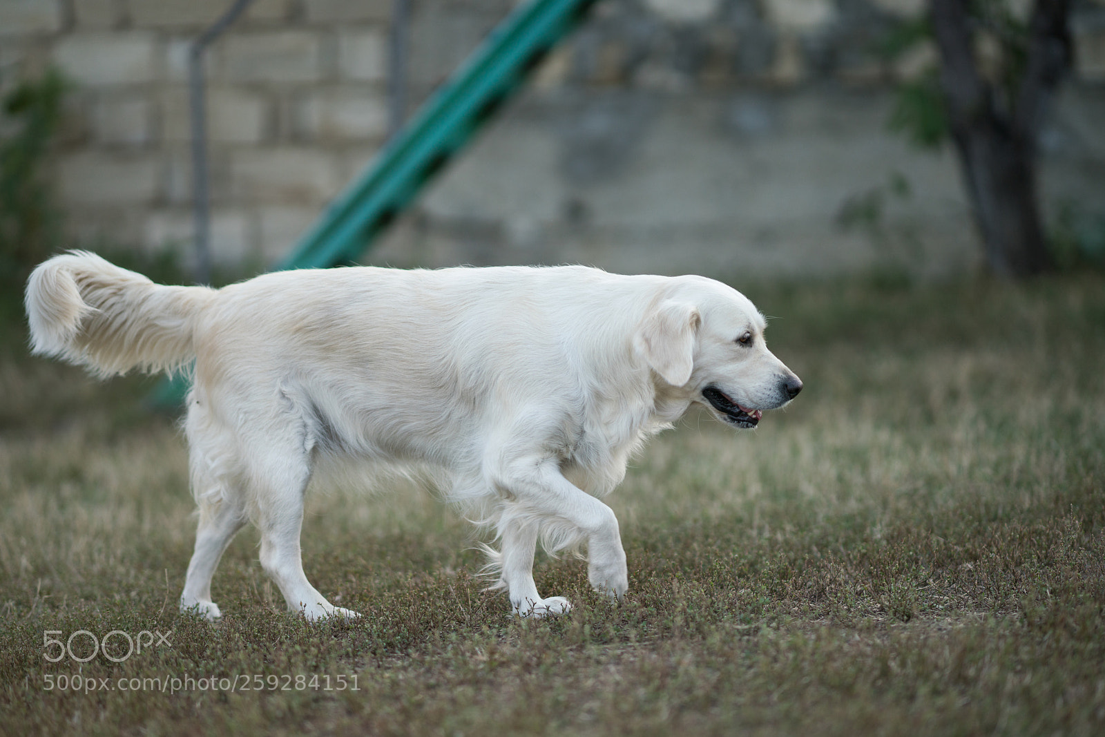 Sony a99 II sample photo. Dsc photography