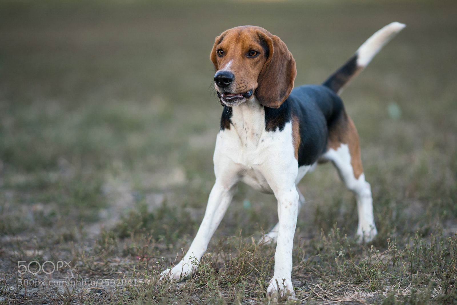 Sony a99 II sample photo. букет photography