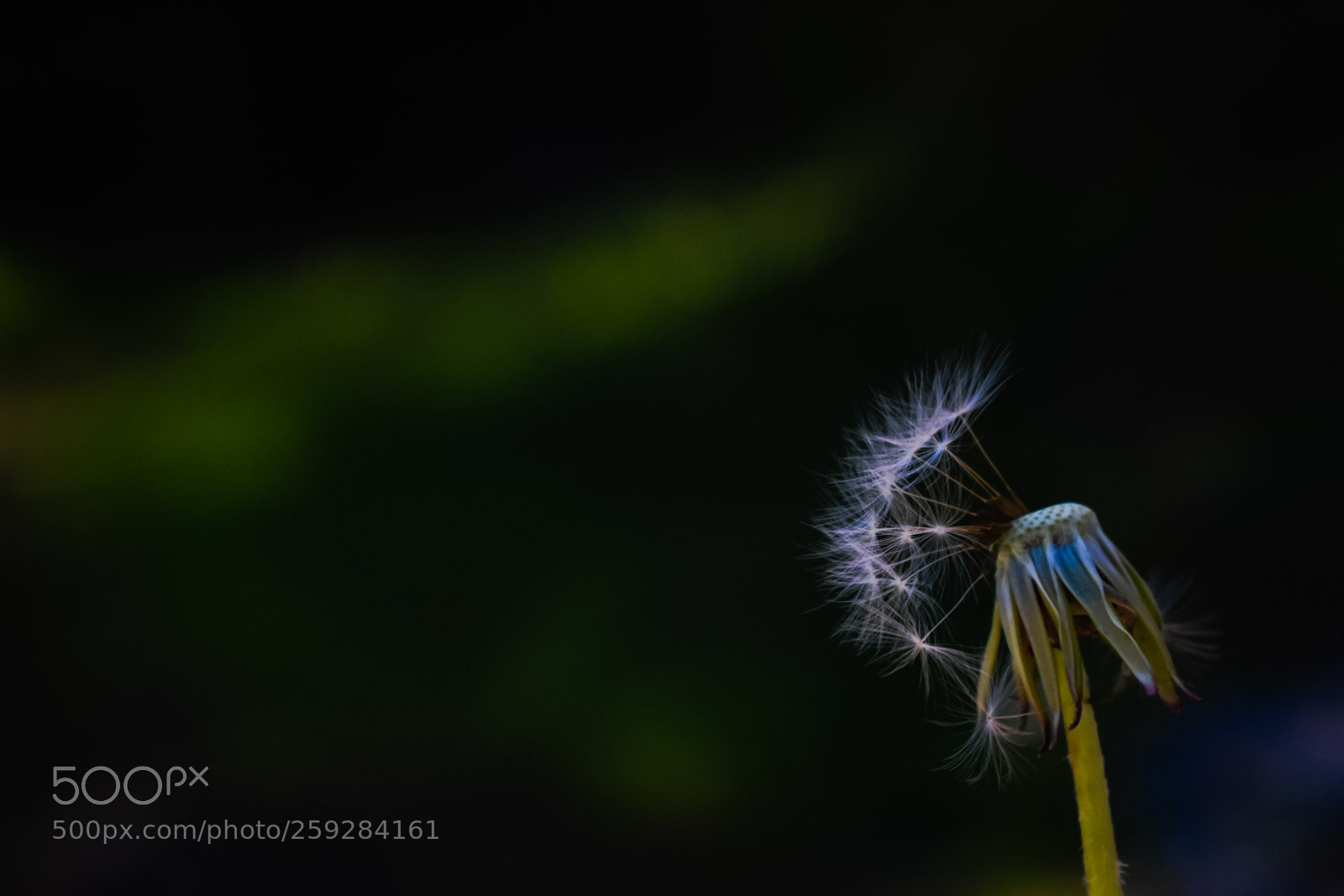 Nikon D5300 sample photo. Fly in the rain photography