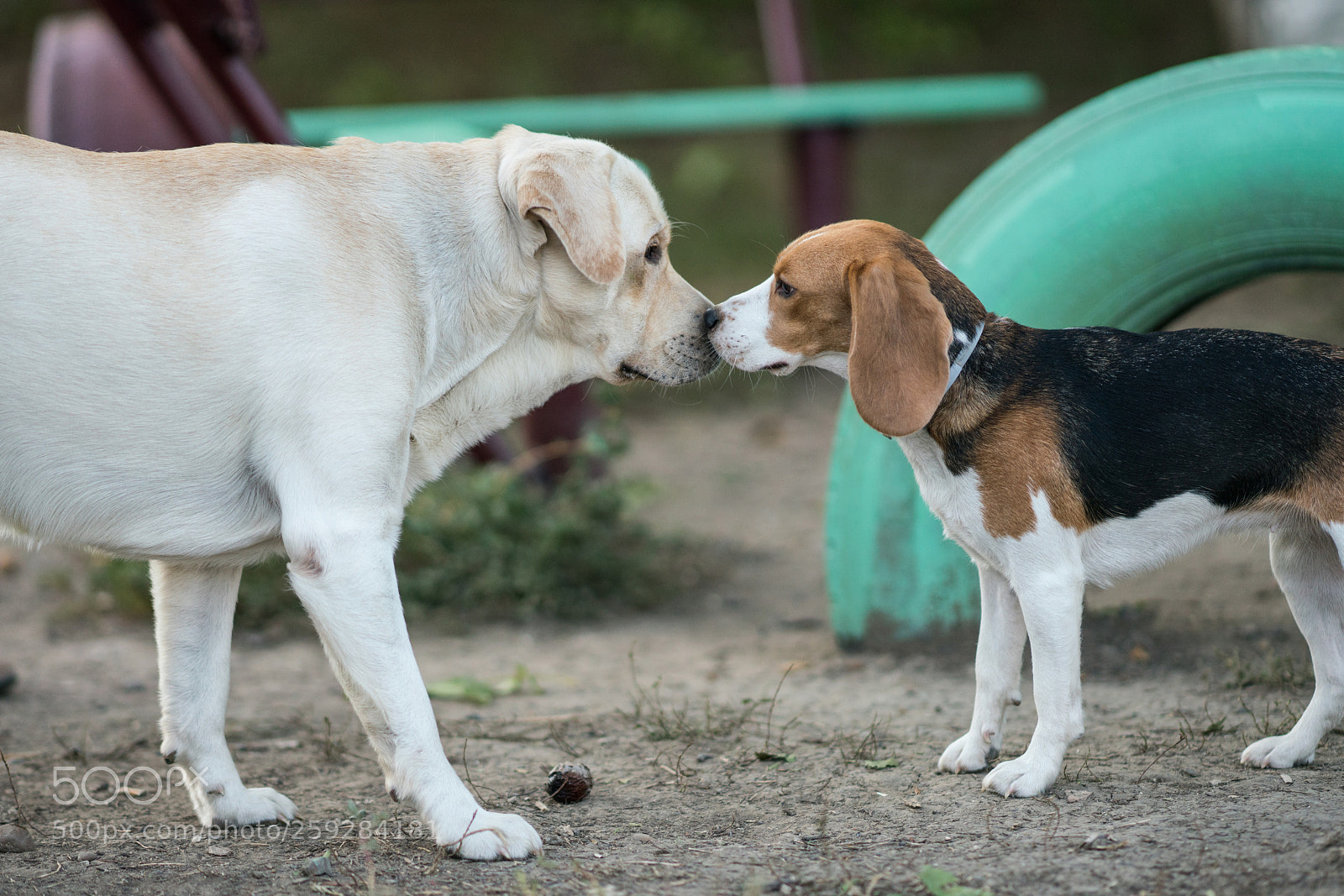 Sony a99 II sample photo. Dsc photography