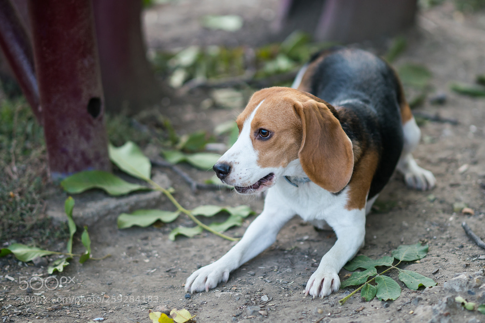Sony a99 II sample photo. Dsc photography