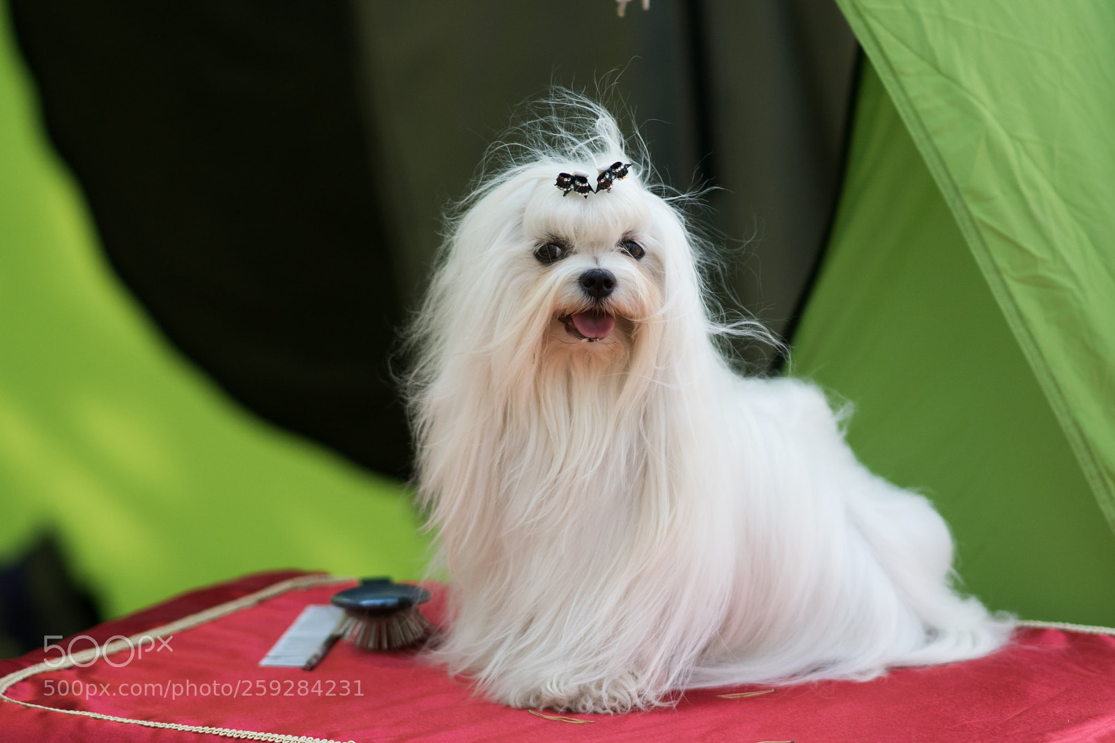 Sony ILCA-77M2 sample photo. Dsc photography