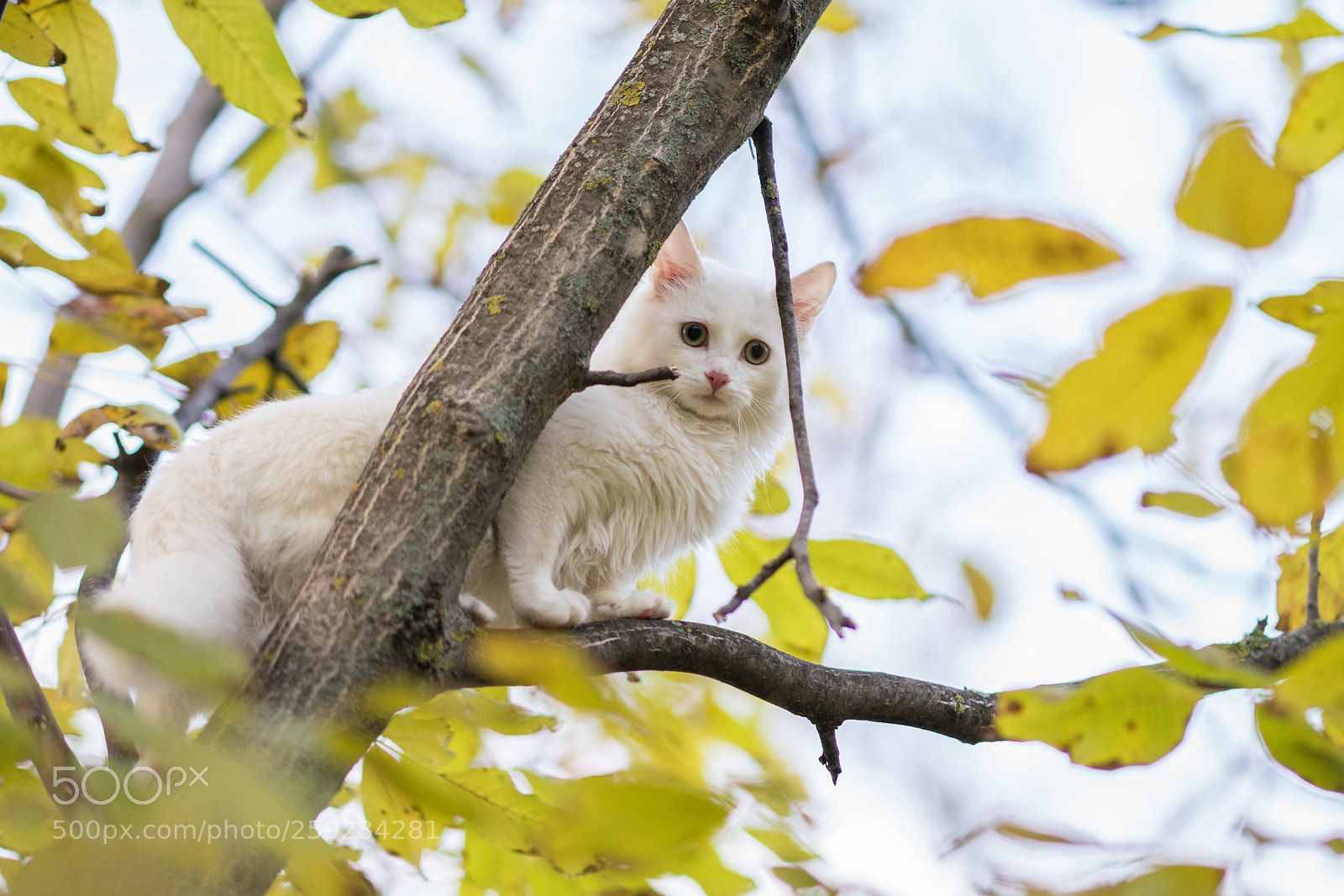 Sony a99 II sample photo. Dsc photography