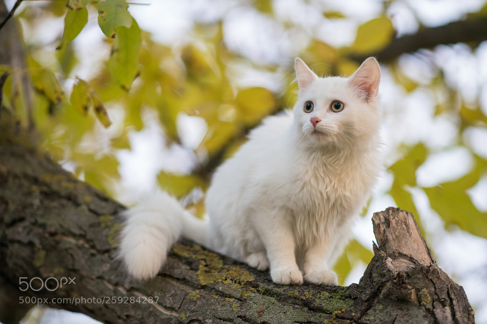 Sony a99 II sample photo. Dsc photography