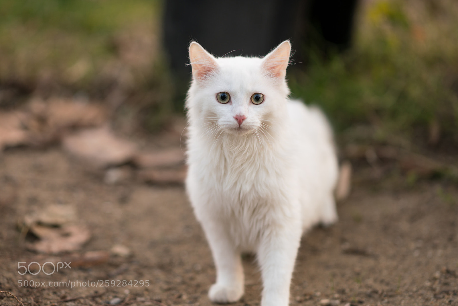 Sony a99 II sample photo. Dsc photography