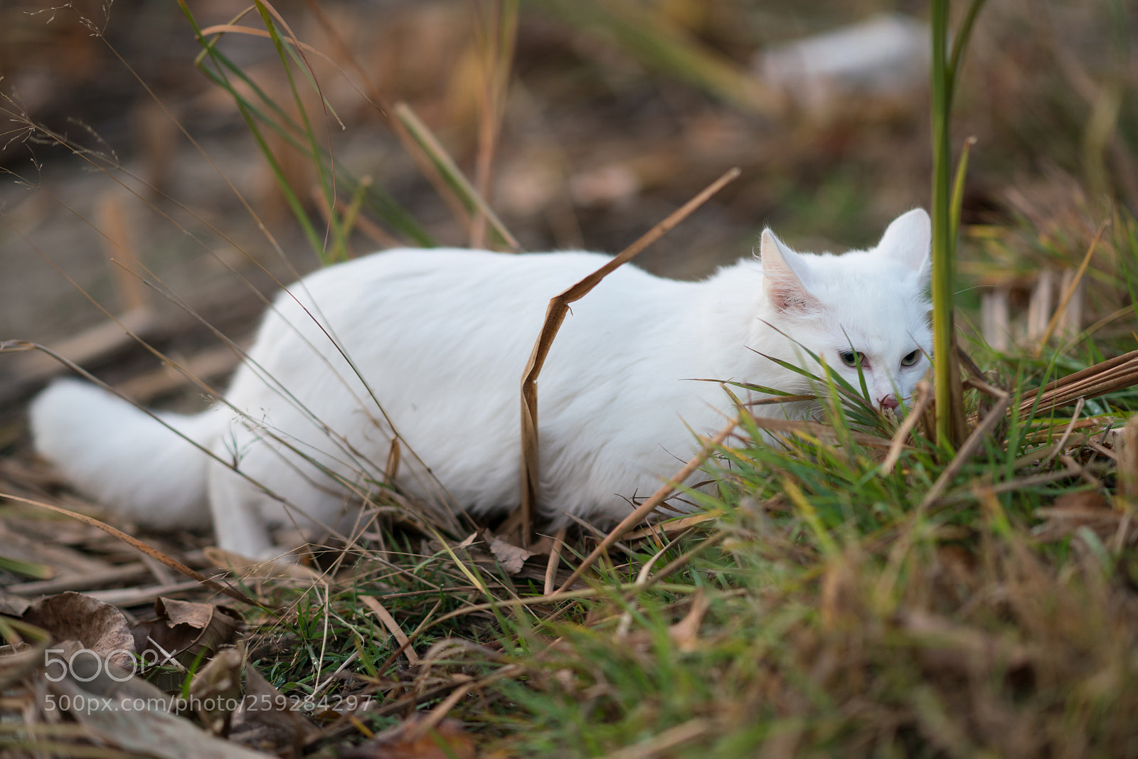 Sony a99 II sample photo. Dsc photography