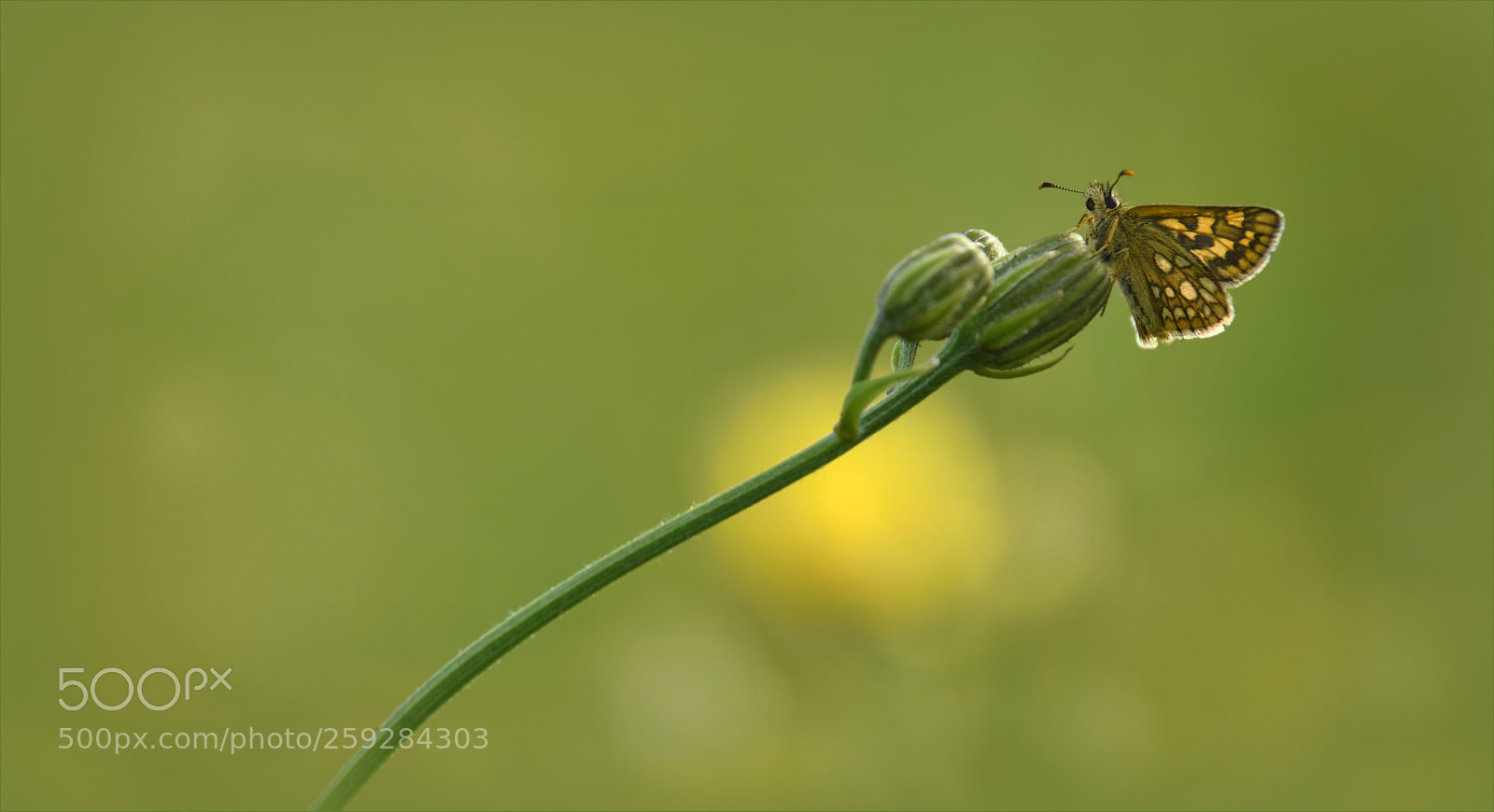 Nikon D810 sample photo. °the.artist° photography