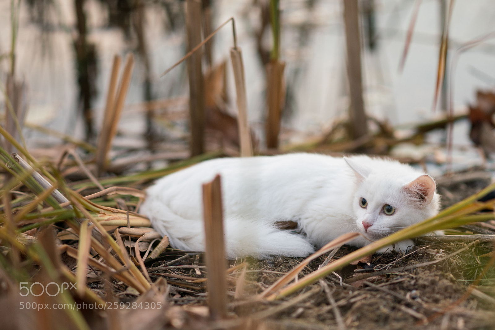 Sony a99 II sample photo. Dsc photography