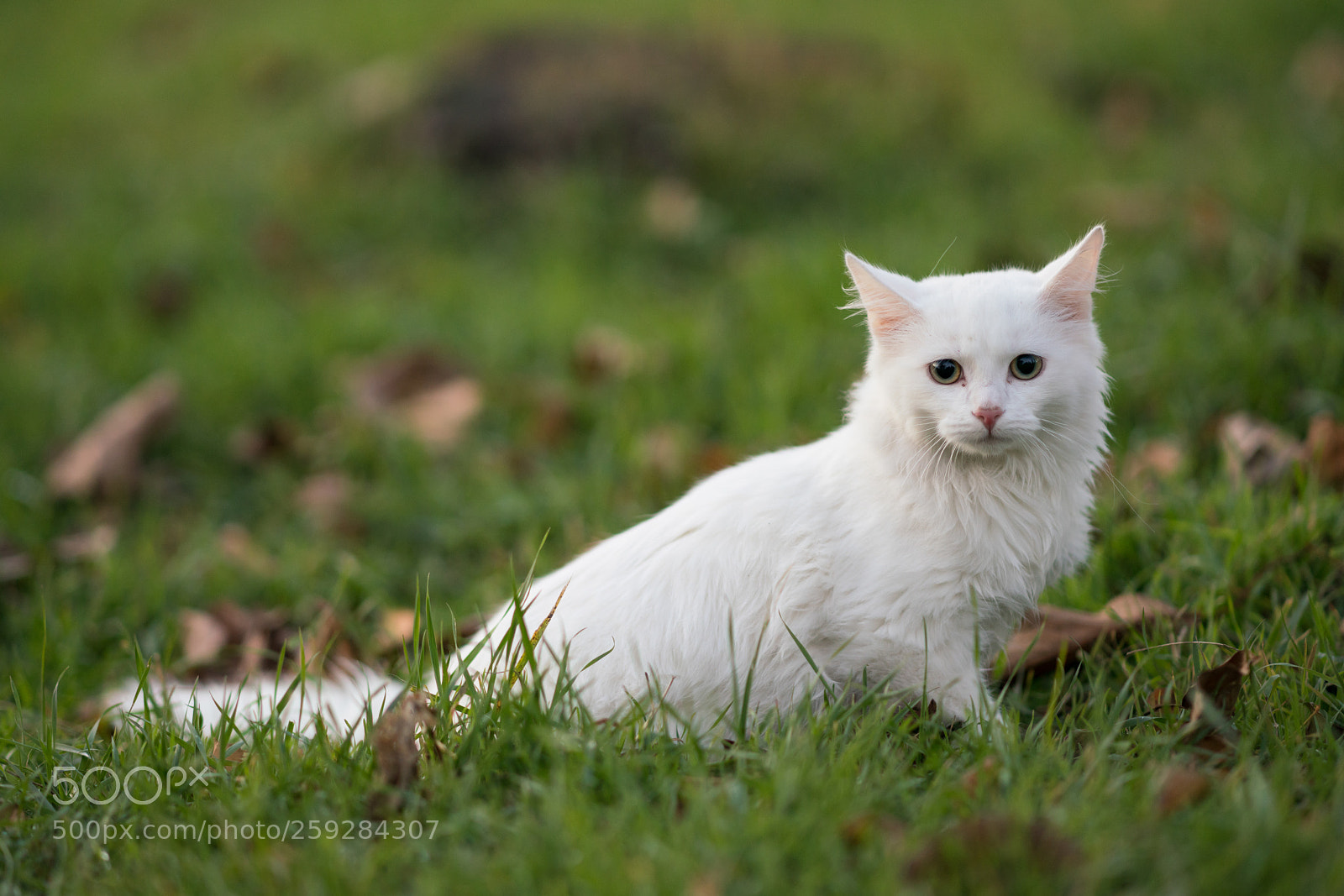 Sony a99 II sample photo. Dsc photography