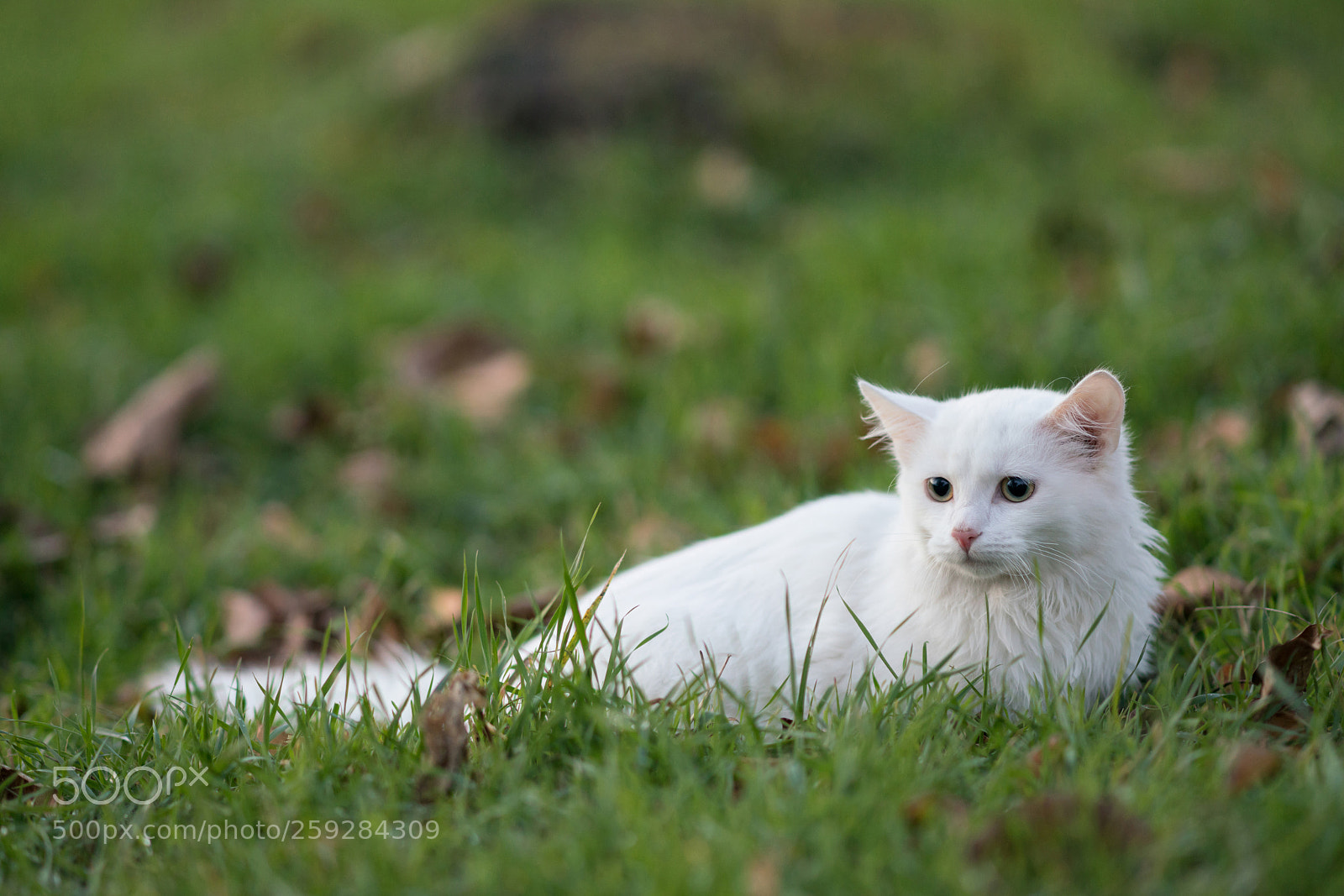 Sony a99 II sample photo. Dsc photography