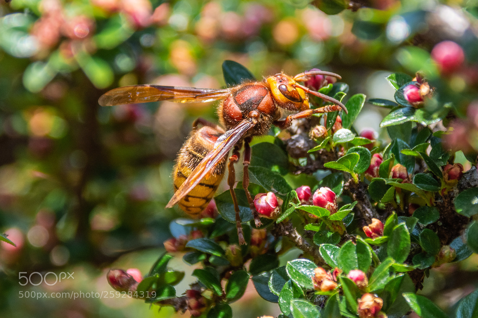 Nikon D7200 sample photo. European hornet queen photography