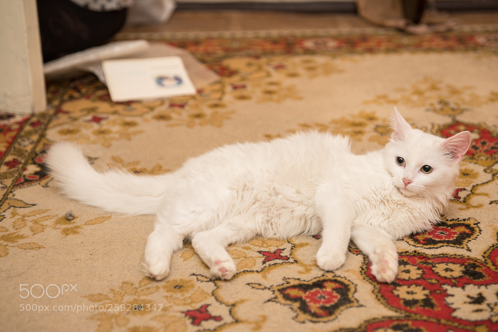 Sony a99 II sample photo. Dsc photography