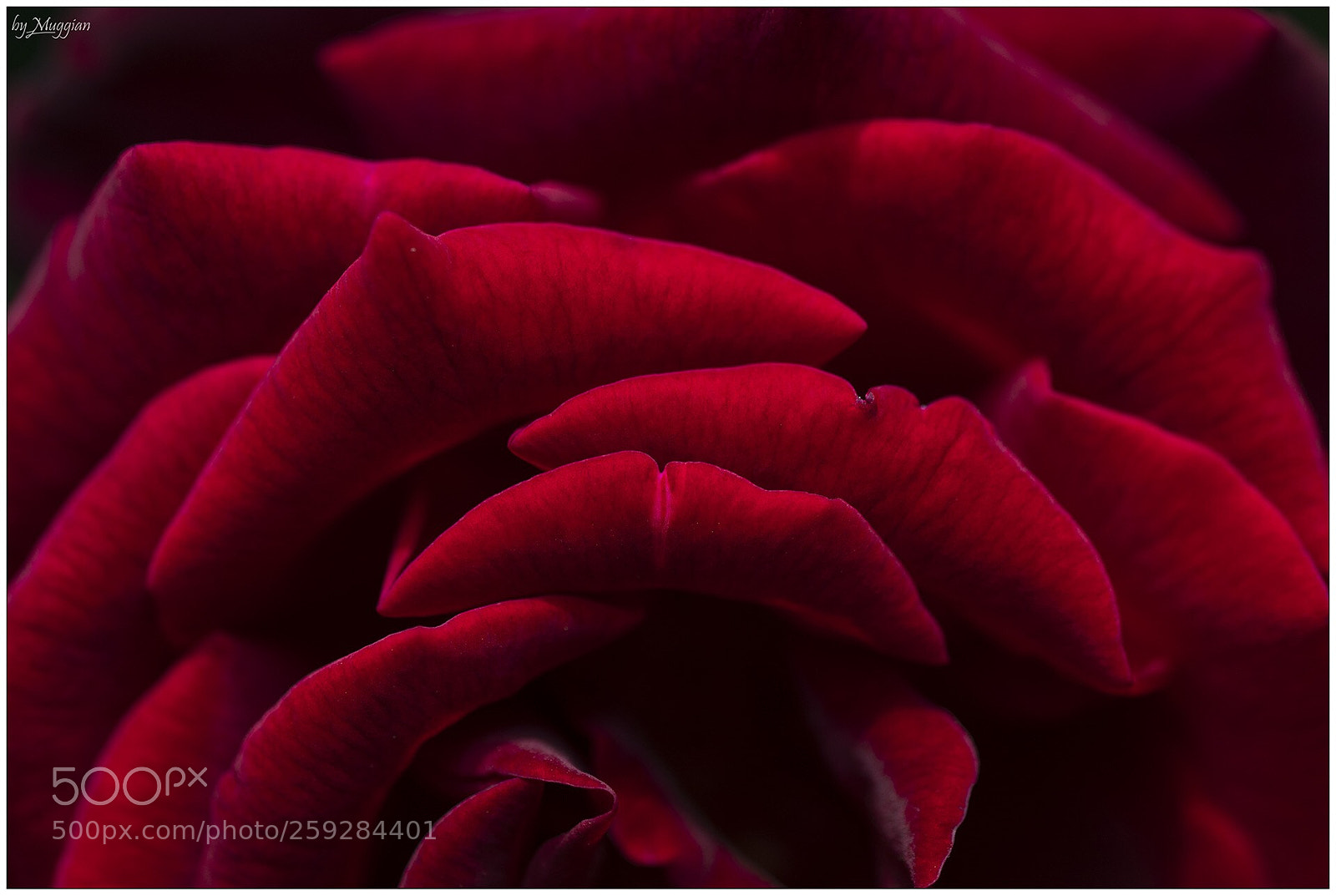 Canon EOS 80D sample photo. Rosso photography