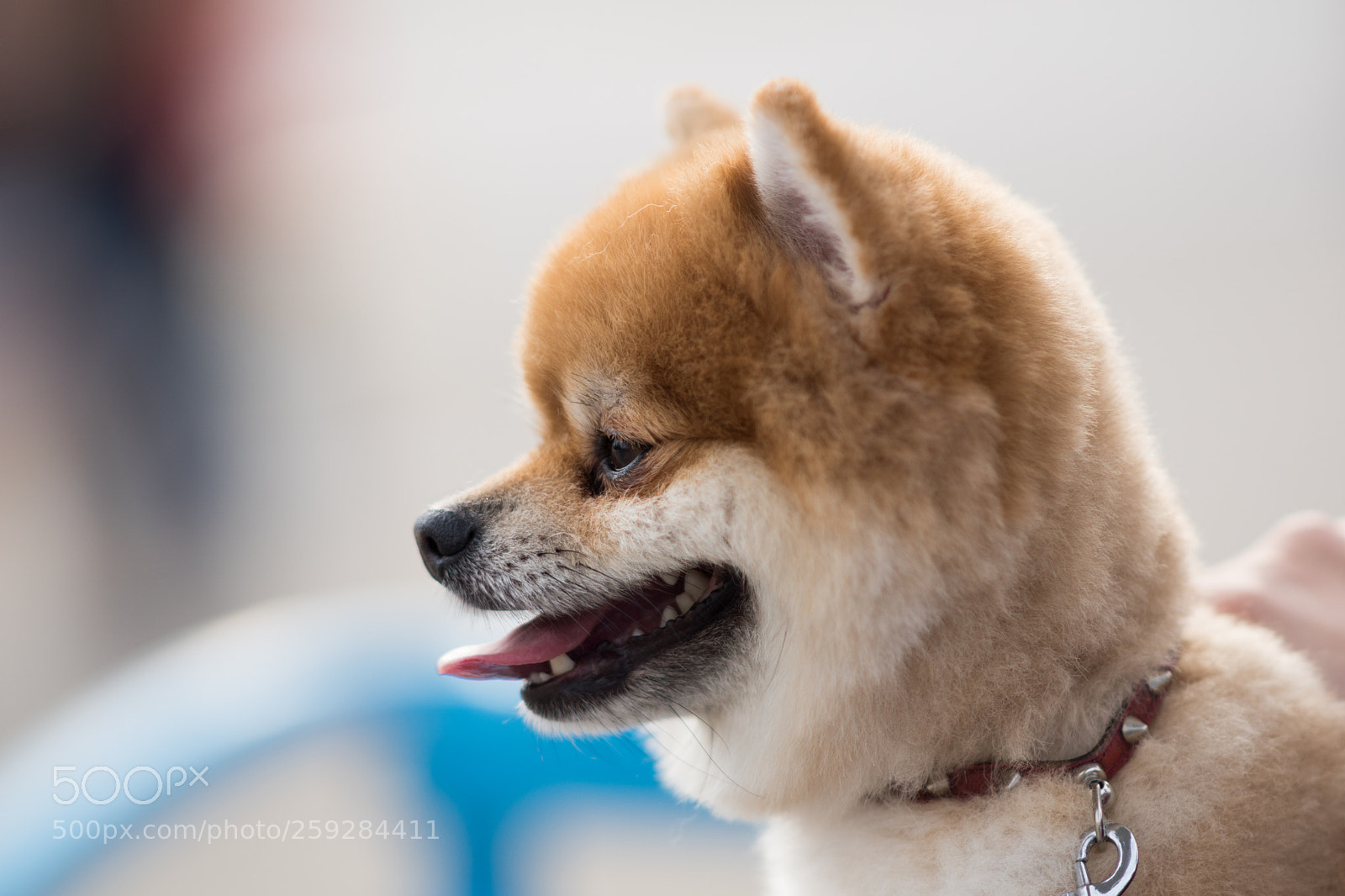 Sony ILCA-77M2 sample photo. Dsc photography